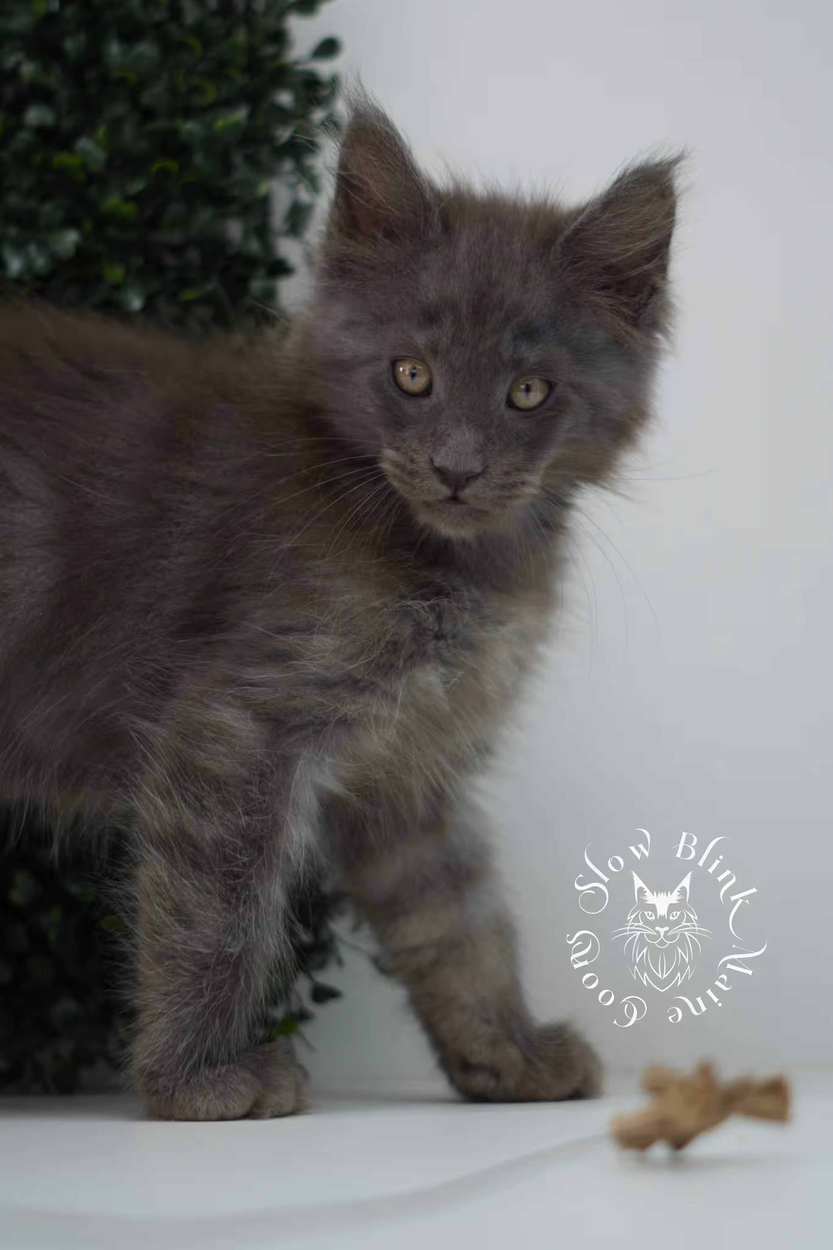 blue smoke maine coon kitten | age 5 weeks old | slowblinkmainecoons | ems code mco as | male | named wilder | standard paws | taken jul 23 2025 Blue Smoke Maine Coon Kittens > blue smoke maine coon kitten | age 5 weeks old | slowblinkmainecoons | ems code mco as | male | named wilder | standard paws | taken jul 23 2025 | idx 08