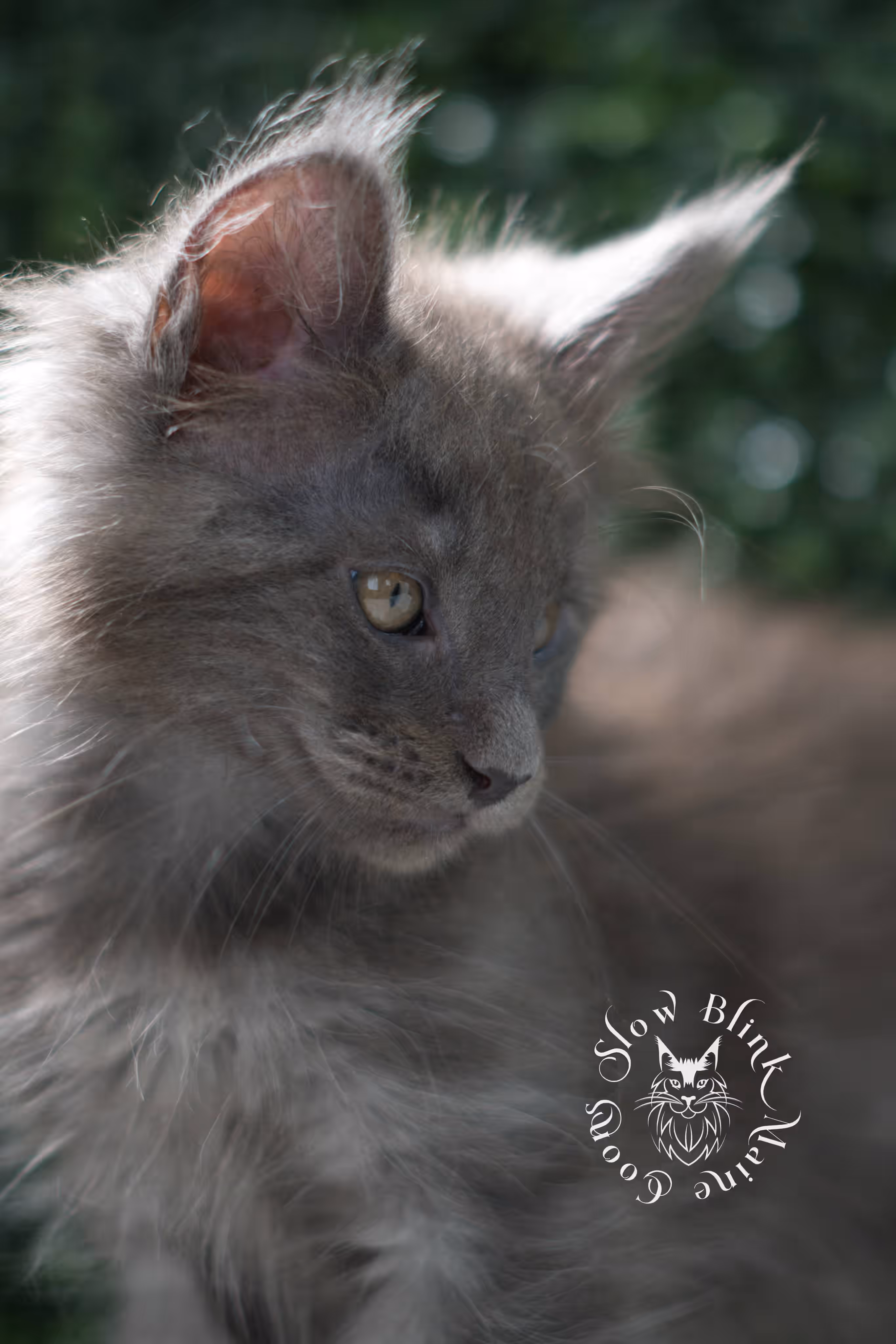 blue smoke maine coon kitten | age 5 weeks old | slowblinkmainecoons | ems code mco as | male | named wilder | standard paws | taken jul 23 2025 Blue Smoke Maine Coon Kittens > blue smoke maine coon kitten | age 5 weeks old | slowblinkmainecoons | ems code mco as | male | named wilder | standard paws | taken jul 23 2025 | idx 09