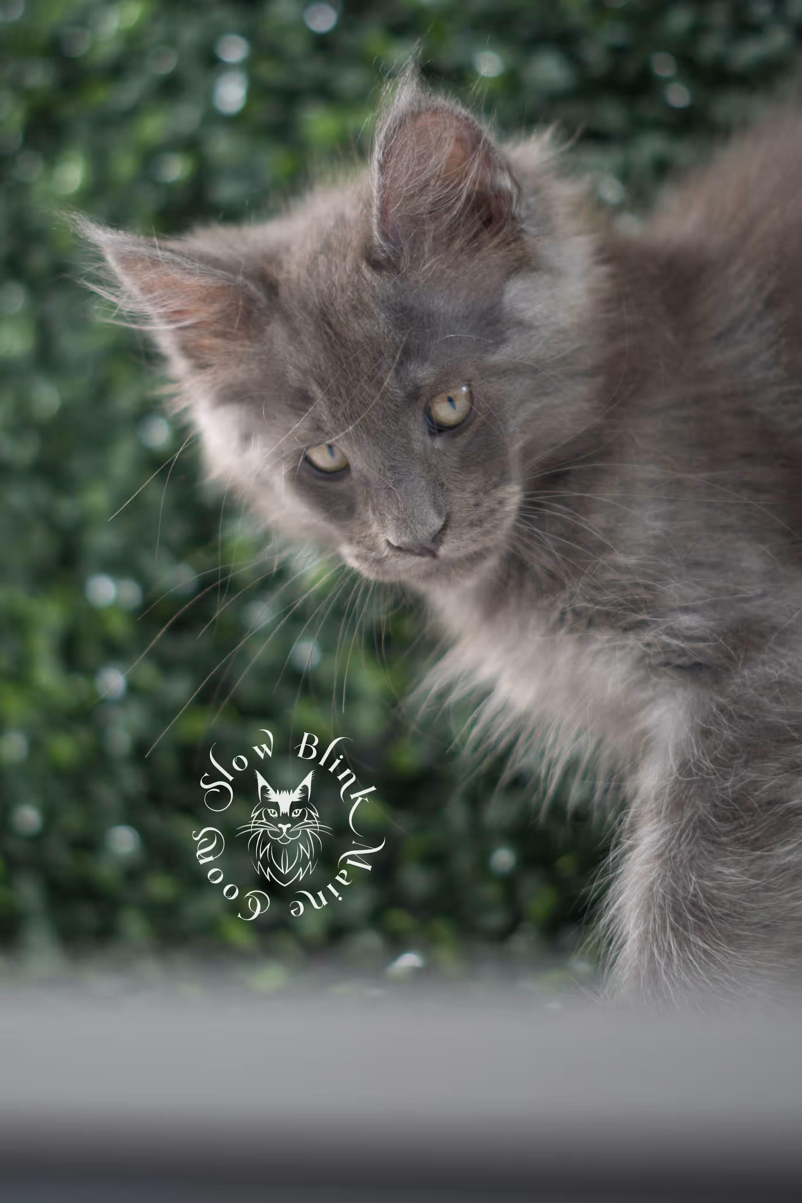 blue smoke maine coon kitten | age 5 weeks old | slowblinkmainecoons | ems code mco as | male | named wilder | standard paws | taken jul 23 2025 Blue Smoke Maine Coon Kittens > blue smoke maine coon kitten | age 5 weeks old | slowblinkmainecoons | ems code mco as | male | named wilder | standard paws | taken jul 23 2025 | idx 10