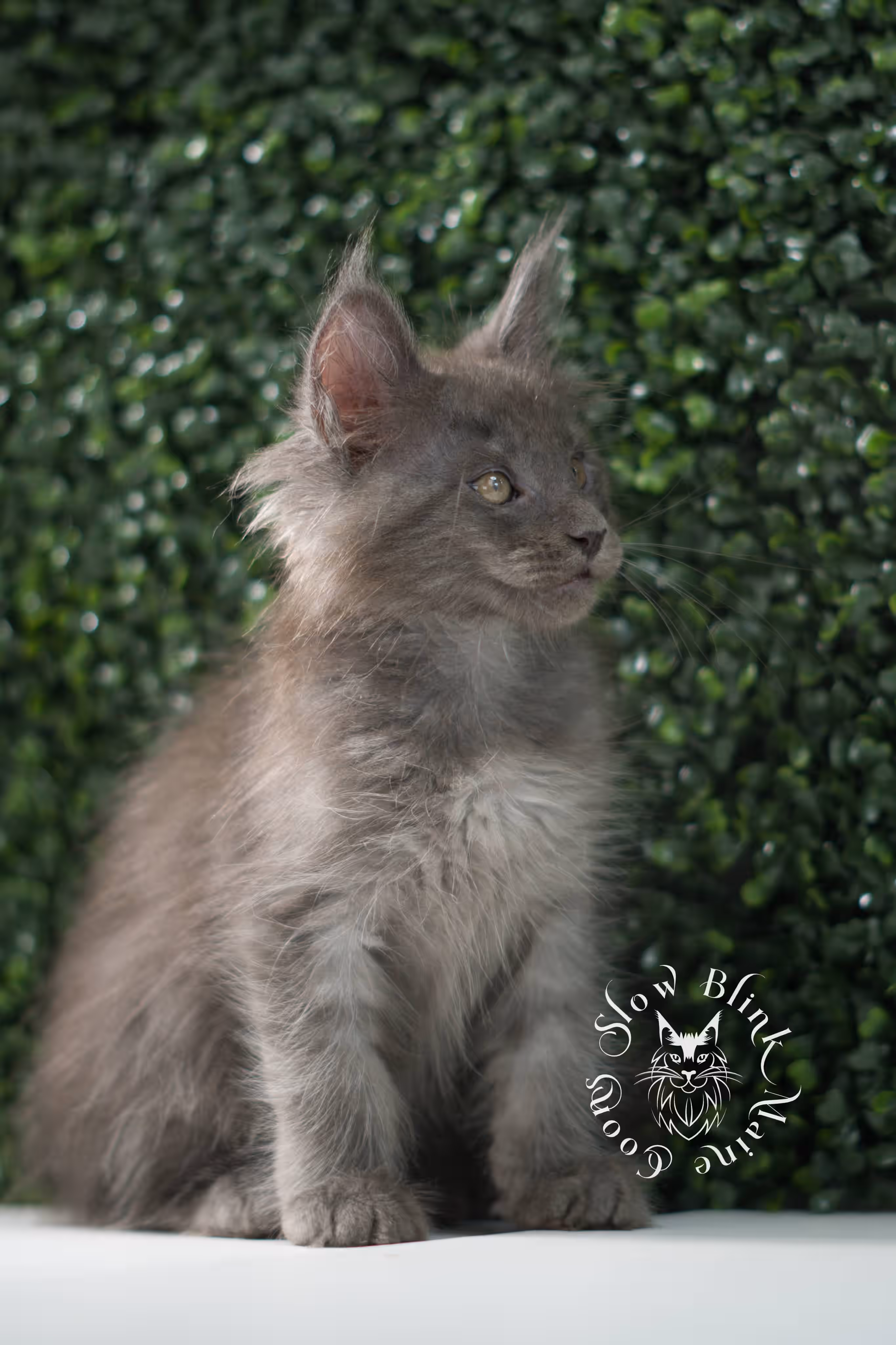 blue smoke maine coon kitten | age 5 weeks old | slowblinkmainecoons | ems code mco as | male | named wilder | standard paws | taken jul 23 2025 Blue Smoke Maine Coon Kittens > blue smoke maine coon kitten | age 5 weeks old | slowblinkmainecoons | ems code mco as | male | named wilder | standard paws | taken jul 23 2025 | idx 11