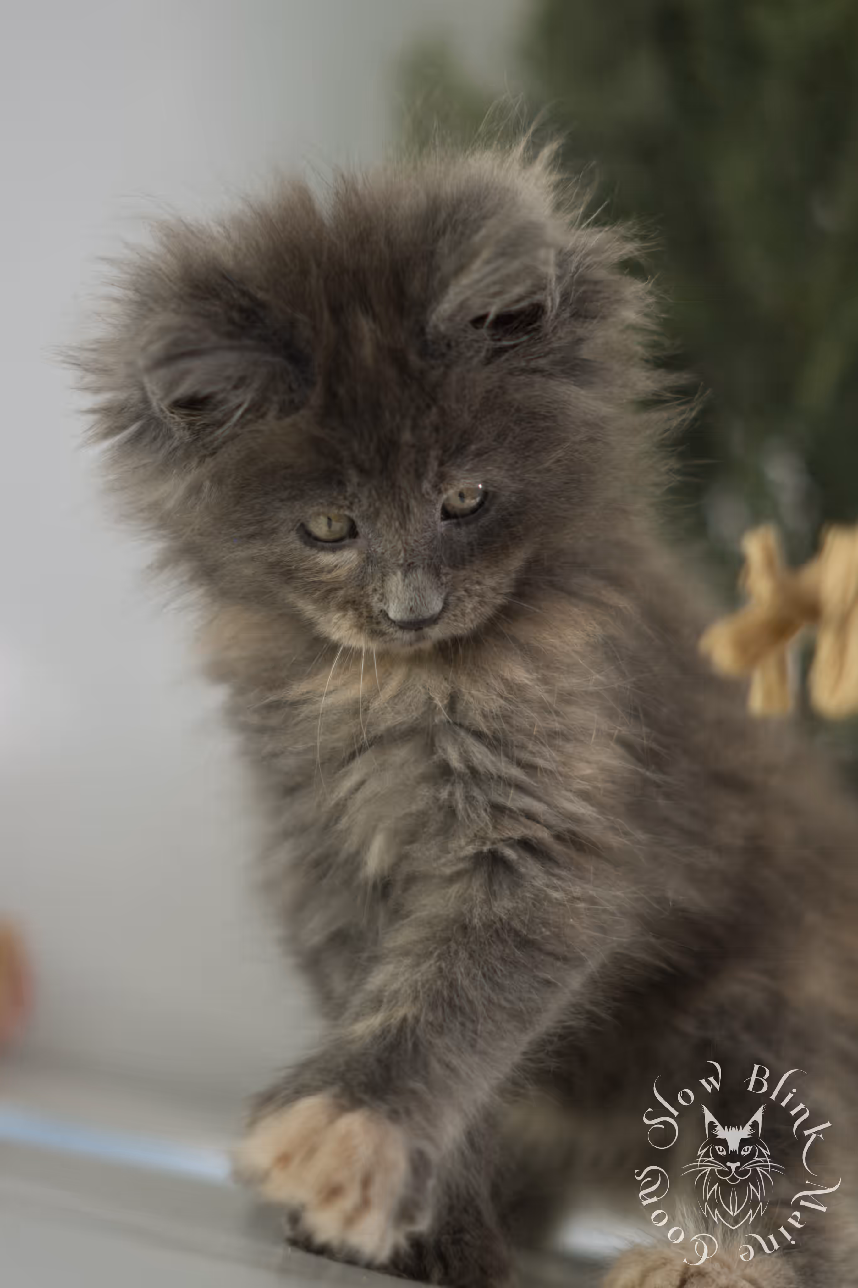 blue tortie | tortie | dilute tortoiseshell | maine coon kitten | taken feb 2025 | ems code mco g | female | paws standard | age 5 weeks old Blue Tortie Maine Coon Kittens > blue tortie | tortie | dilute tortoiseshell | maine coon kitten | taken feb 2025 | ems code mco g | female | paws standard | age 5 weeks old | idx 03