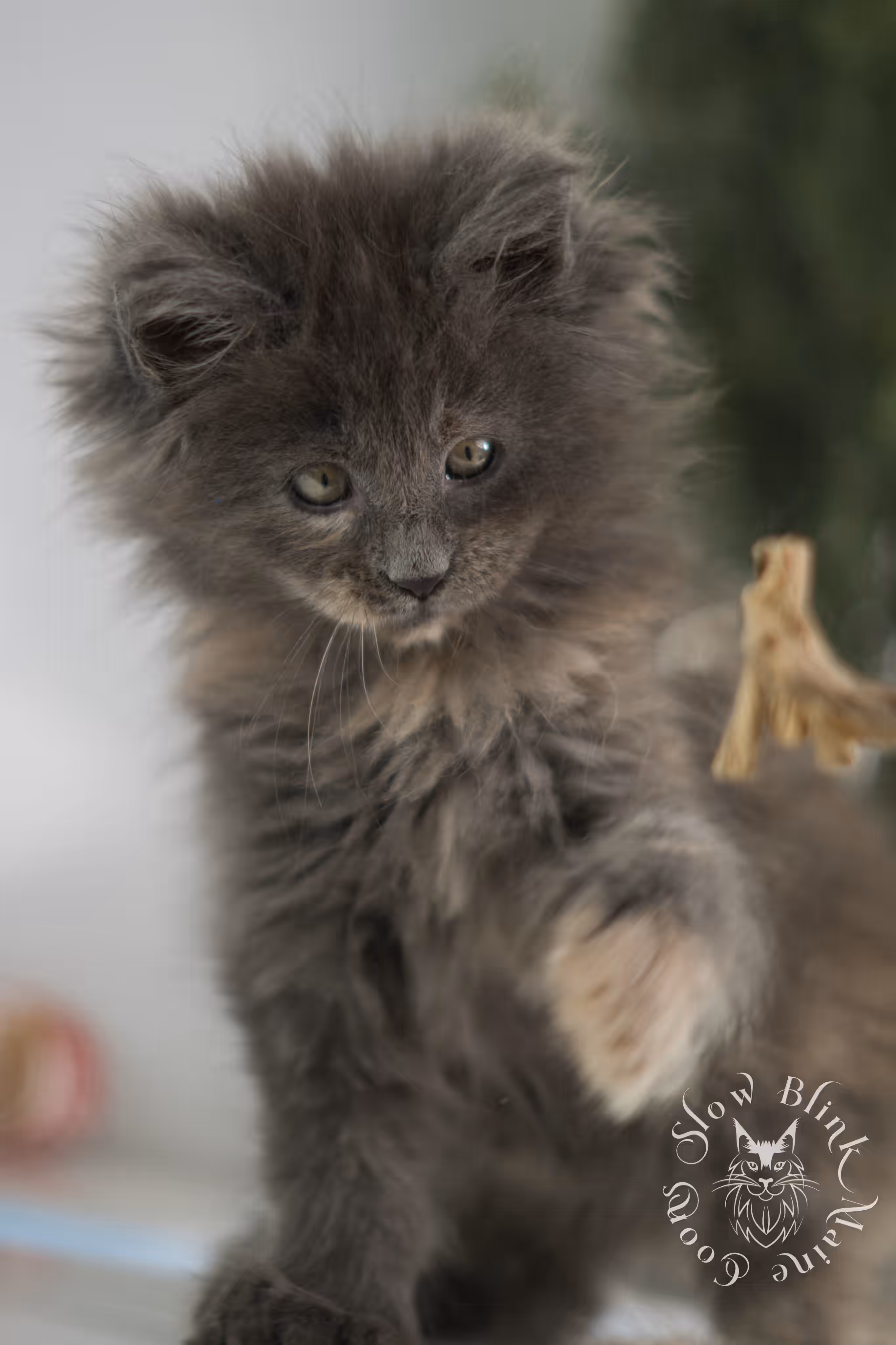 blue tortie | tortie | dilute tortoiseshell | maine coon kitten | taken feb 2025 | ems code mco g | female | paws standard | age 5 weeks old Blue Tortie Maine Coon Kittens > blue tortie | tortie | dilute tortoiseshell | maine coon kitten | taken feb 2025 | ems code mco g | female | paws standard | age 5 weeks old | idx 04