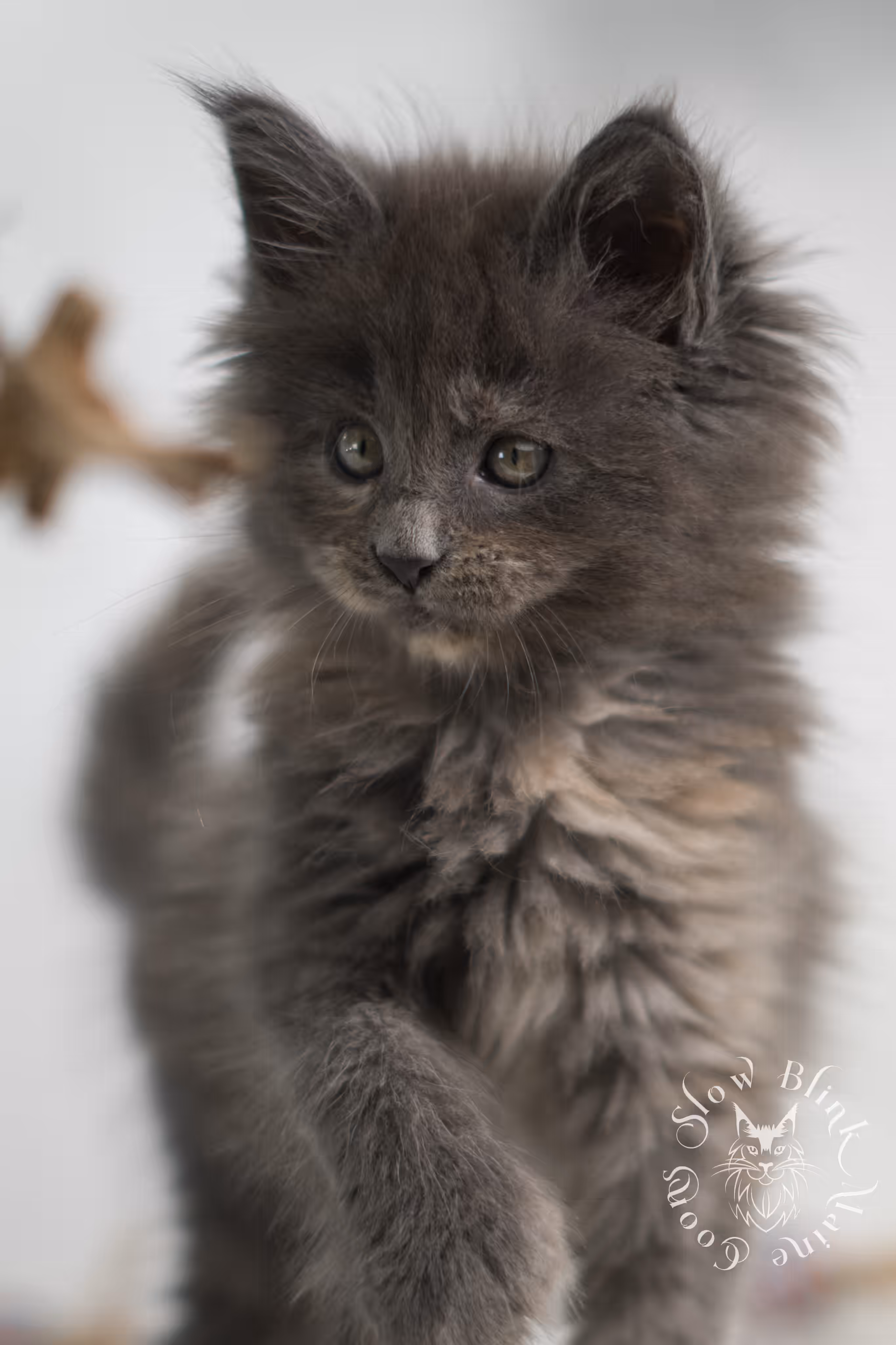 blue tortie | tortie | dilute tortoiseshell | maine coon kitten | taken feb 2025 | ems code mco g | female | paws standard | age 5 weeks old Blue Tortie Maine Coon Kittens > blue tortie | tortie | dilute tortoiseshell | maine coon kitten | taken feb 2025 | ems code mco g | female | paws standard | age 5 weeks old | idx 05