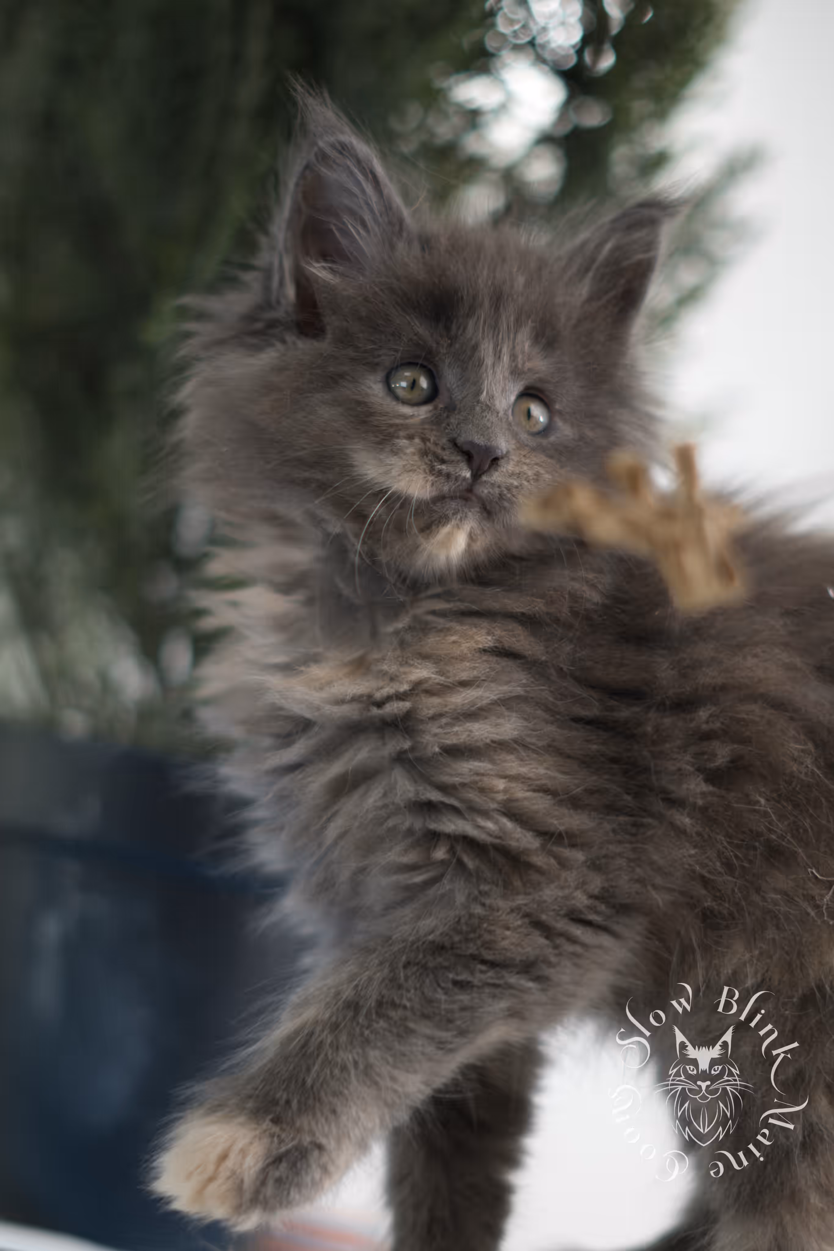 blue tortie | tortie | dilute tortoiseshell | maine coon kitten | taken feb 2025 | ems code mco g | female | paws standard | age 5 weeks old Blue Tortie Maine Coon Kittens > blue tortie | tortie | dilute tortoiseshell | maine coon kitten | taken feb 2025 | ems code mco g | female | paws standard | age 5 weeks old | idx 06