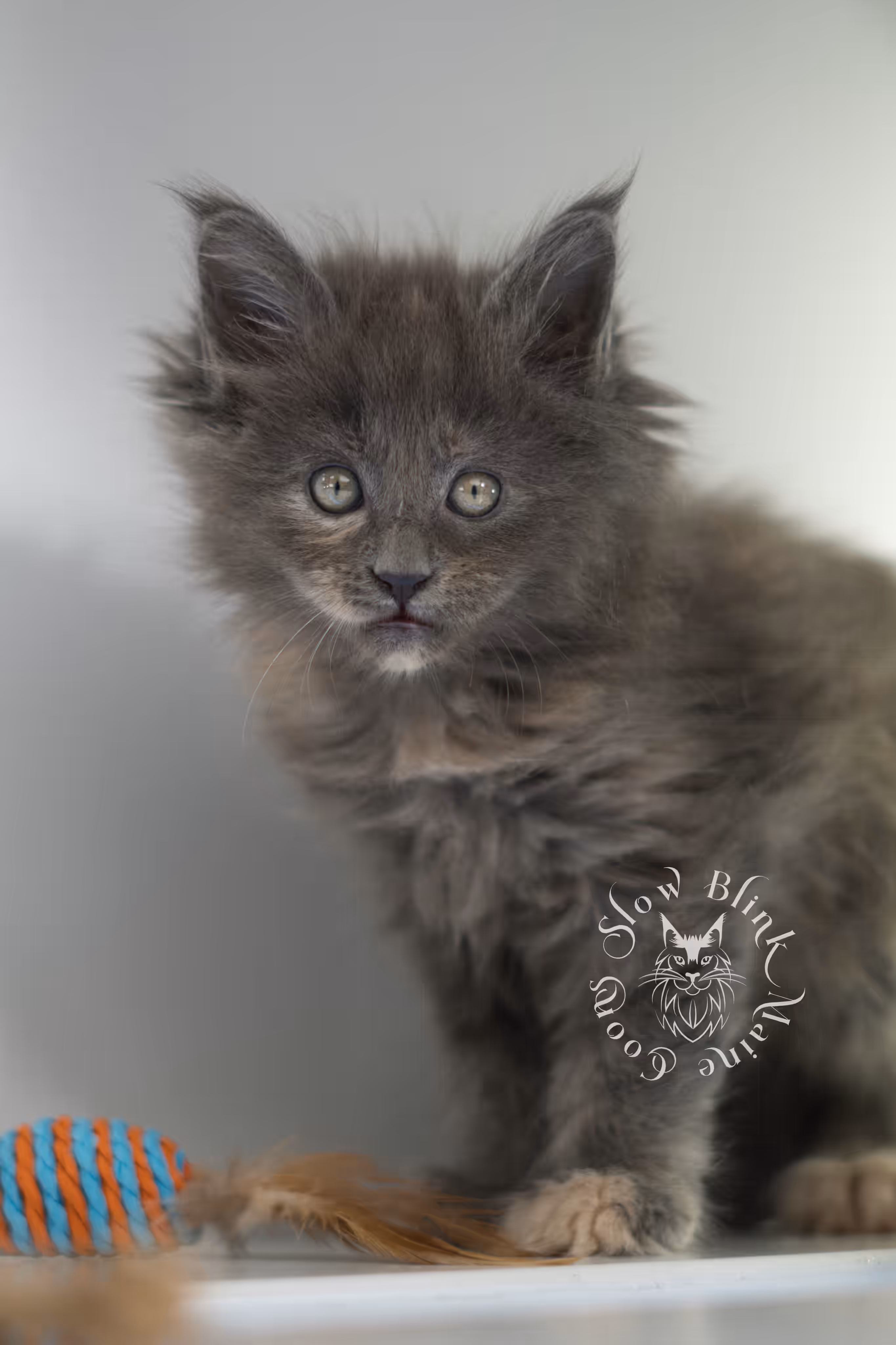 blue tortie | tortie | dilute tortoiseshell | maine coon kitten | taken feb 2025 | ems code mco g | female | paws standard | age 5 weeks old Blue Tortie Maine Coon Kittens > blue tortie | tortie | dilute tortoiseshell | maine coon kitten | taken feb 2025 | ems code mco g | female | paws standard | age 5 weeks old | idx 07