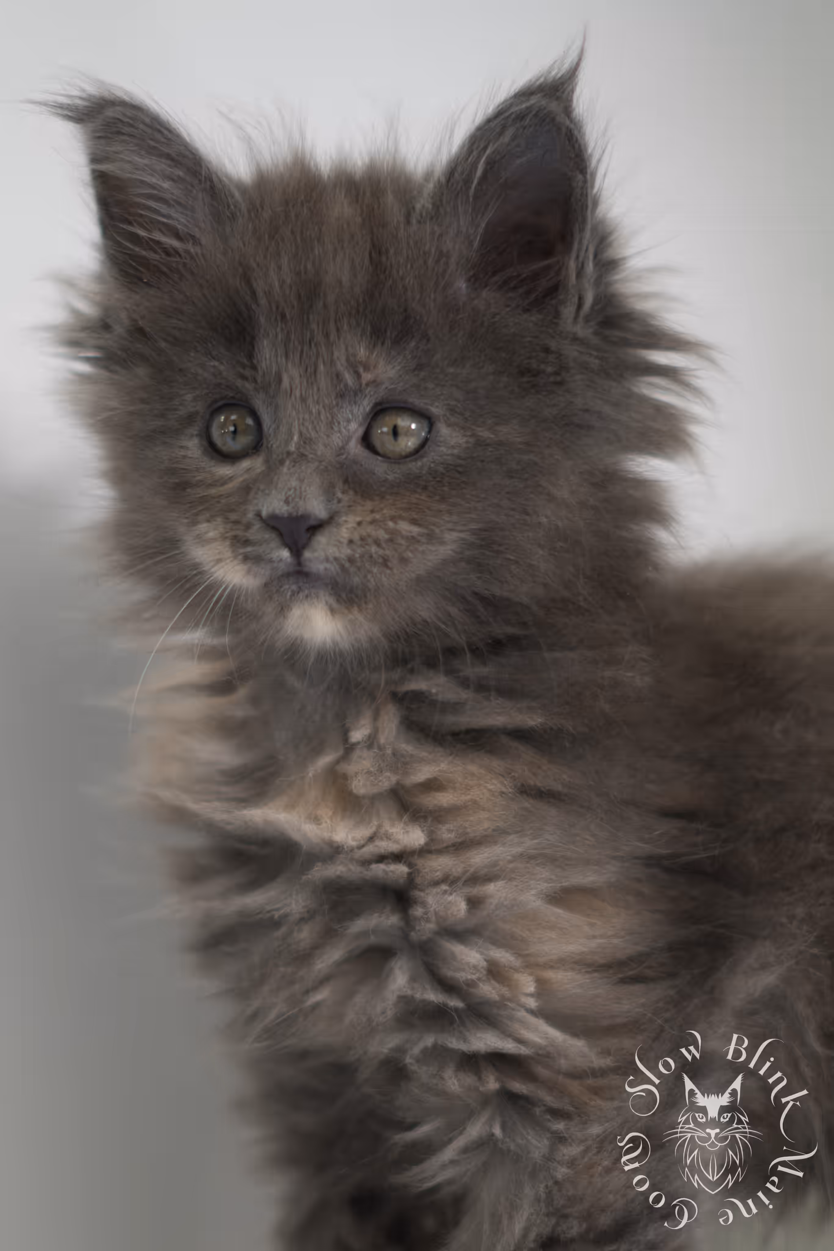 blue tortie | tortie | dilute tortoiseshell | maine coon kitten | taken feb 2025 | ems code mco g | female | paws standard | age 6 weeks old Blue Tortie Maine Coon Kittens > blue tortie | tortie | dilute tortoiseshell | maine coon kitten | taken feb 2025 | ems code mco g | female | paws standard | age 6 weeks old | idx 01