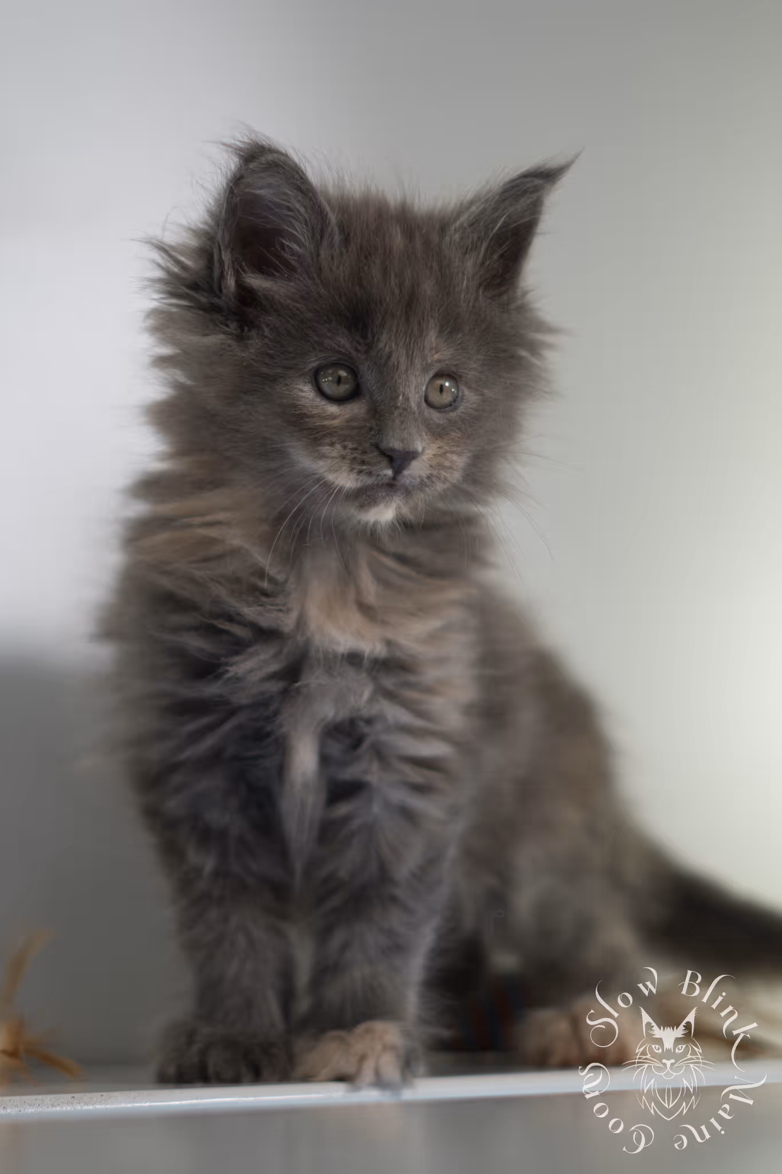 blue tortie | tortie | dilute tortoiseshell | maine coon kitten | taken feb 2025 | ems code mco g | female | paws standard | age 6 weeks old Blue Tortie Maine Coon Kittens > blue tortie | tortie | dilute tortoiseshell | maine coon kitten | taken feb 2025 | ems code mco g | female | paws standard | age 6 weeks old | idx 02
