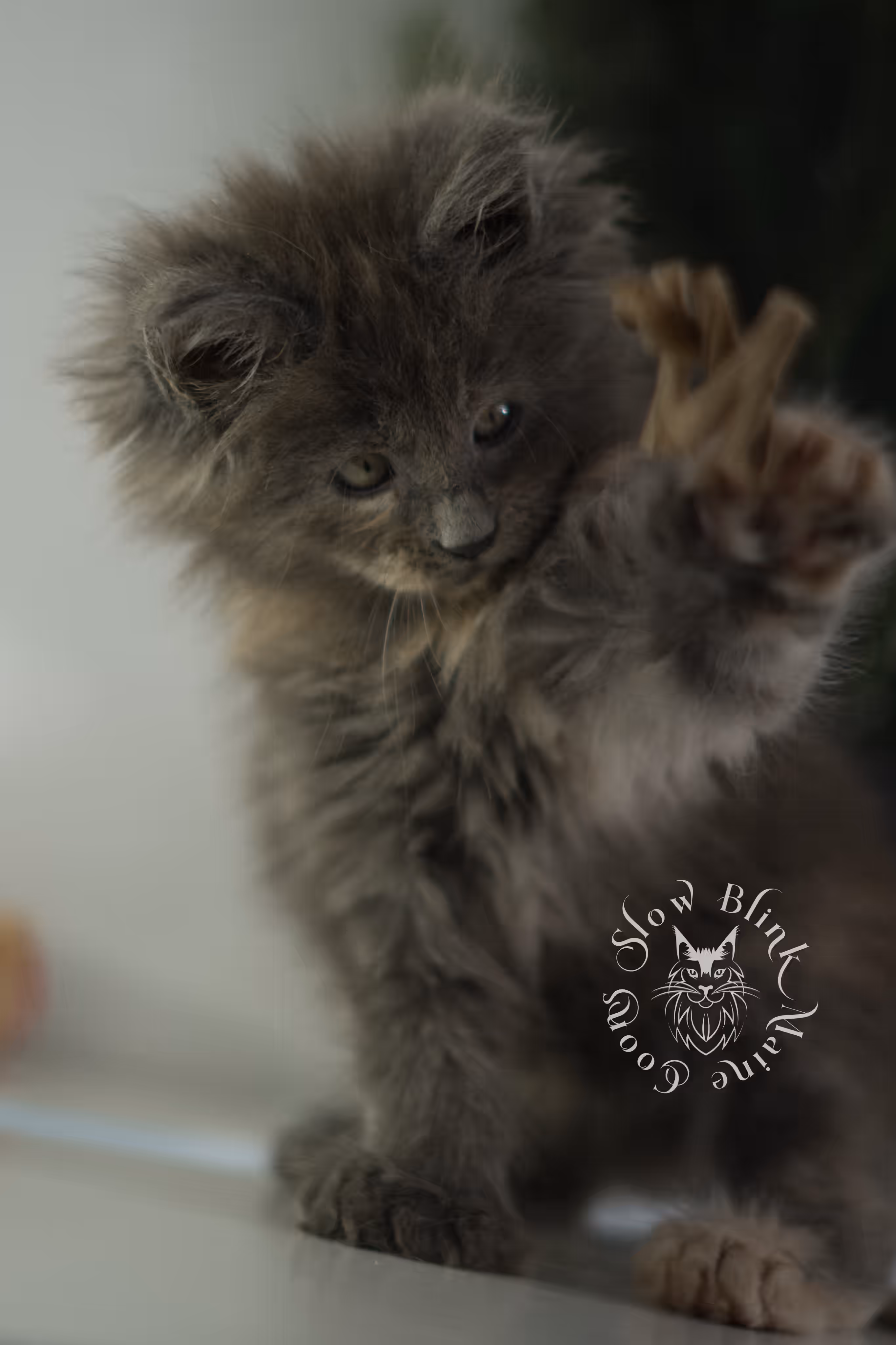 blue tortie | tortie | dilute tortoiseshell | maine coon kitten | taken feb 2025 | ems code mco g | female | paws standard | age 6 weeks old Blue Tortie Maine Coon Kittens > blue tortie | tortie | dilute tortoiseshell | maine coon kitten | taken feb 2025 | ems code mco g | female | paws standard | age 6 weeks old | idx 03