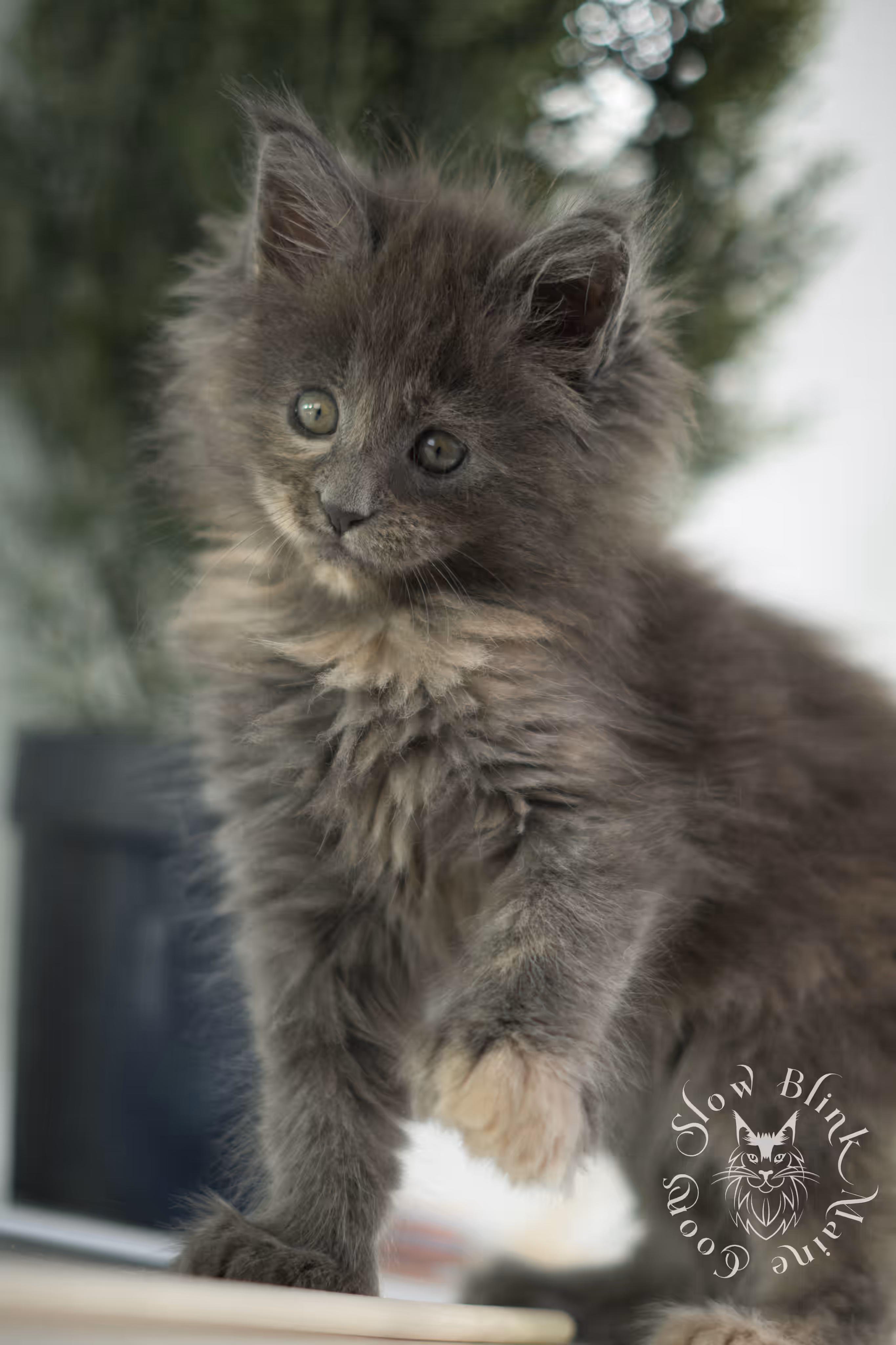 blue tortie | tortie | dilute tortoiseshell | maine coon kitten | taken feb 2025 | ems code mco g | female | paws standard | age 6 weeks old Blue Tortie Maine Coon Kittens > blue tortie | tortie | dilute tortoiseshell | maine coon kitten | taken feb 2025 | ems code mco g | female | paws standard | age 6 weeks old | idx 04