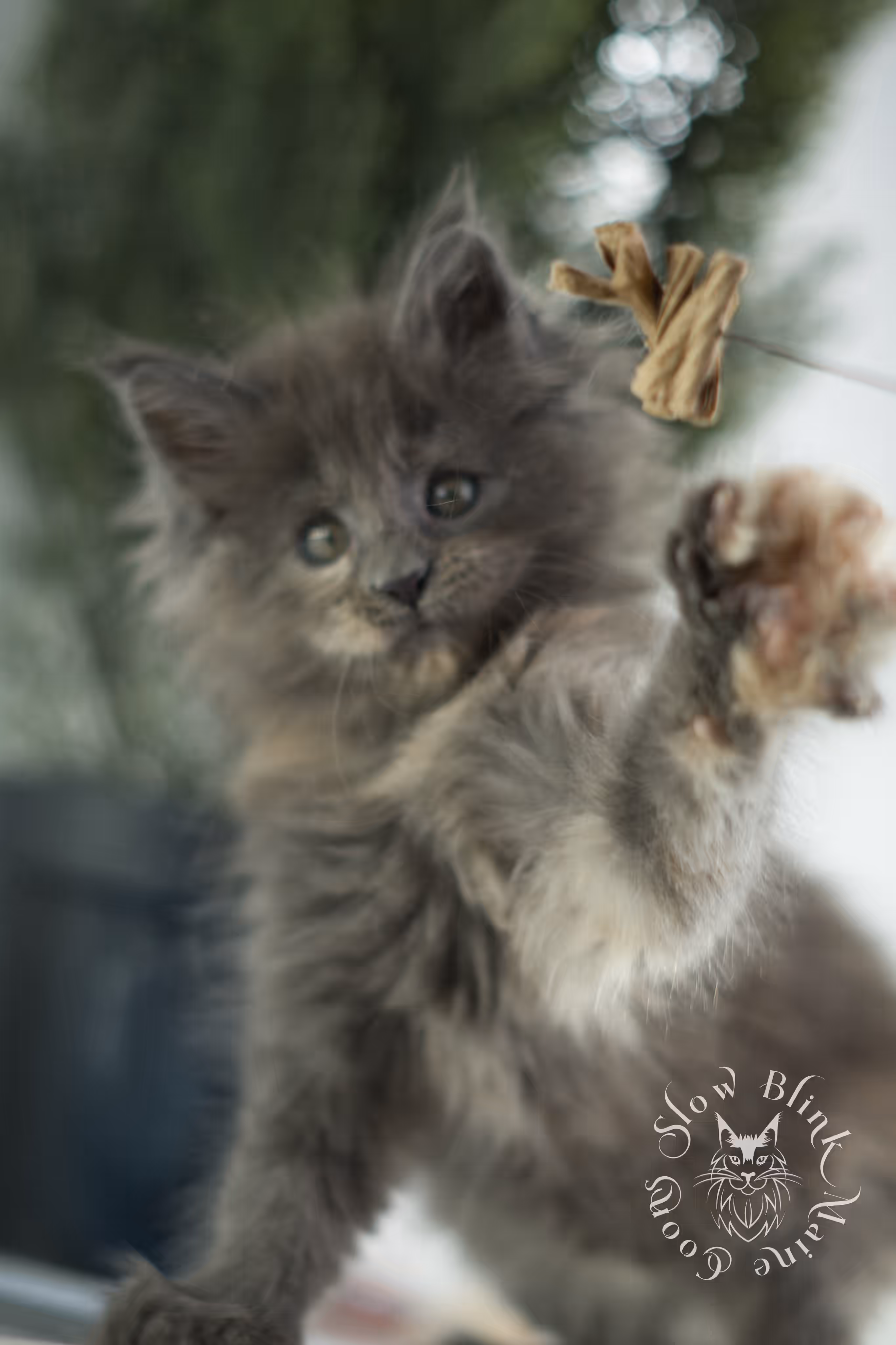 blue tortie | tortie | dilute tortoiseshell | maine coon kitten | taken feb 2025 | ems code mco g | female | paws standard | age 6 weeks old Blue Tortie Maine Coon Kittens > blue tortie | tortie | dilute tortoiseshell | maine coon kitten | taken feb 2025 | ems code mco g | female | paws standard | age 6 weeks old | idx 05
