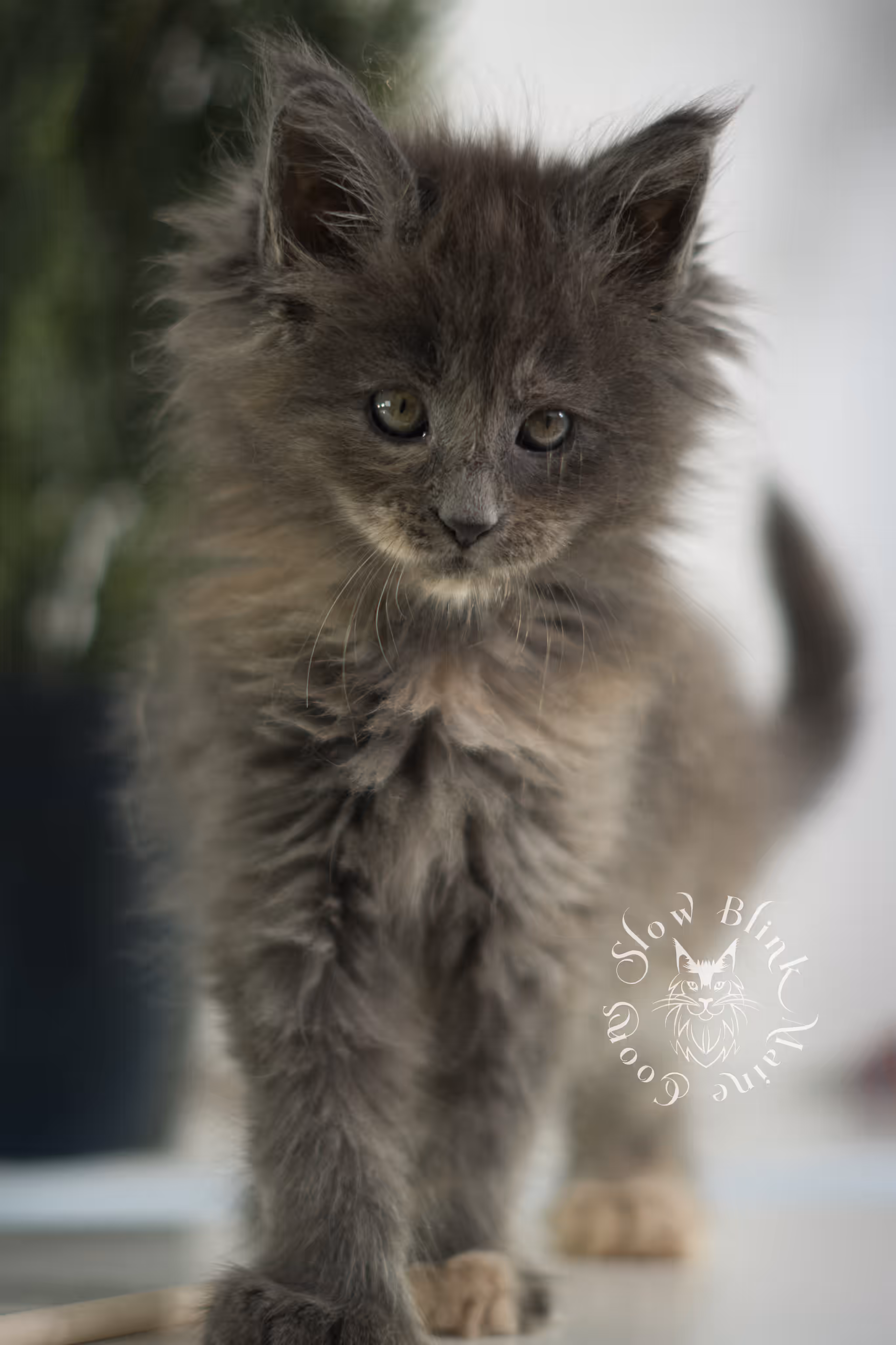 blue tortie | tortie | dilute tortoiseshell | maine coon kitten | taken feb 2025 | ems code mco g | female | paws standard | age 6 weeks old Blue Tortie Maine Coon Kittens > blue tortie | tortie | dilute tortoiseshell | maine coon kitten | taken feb 2025 | ems code mco g | female | paws standard | age 6 weeks old | idx 06