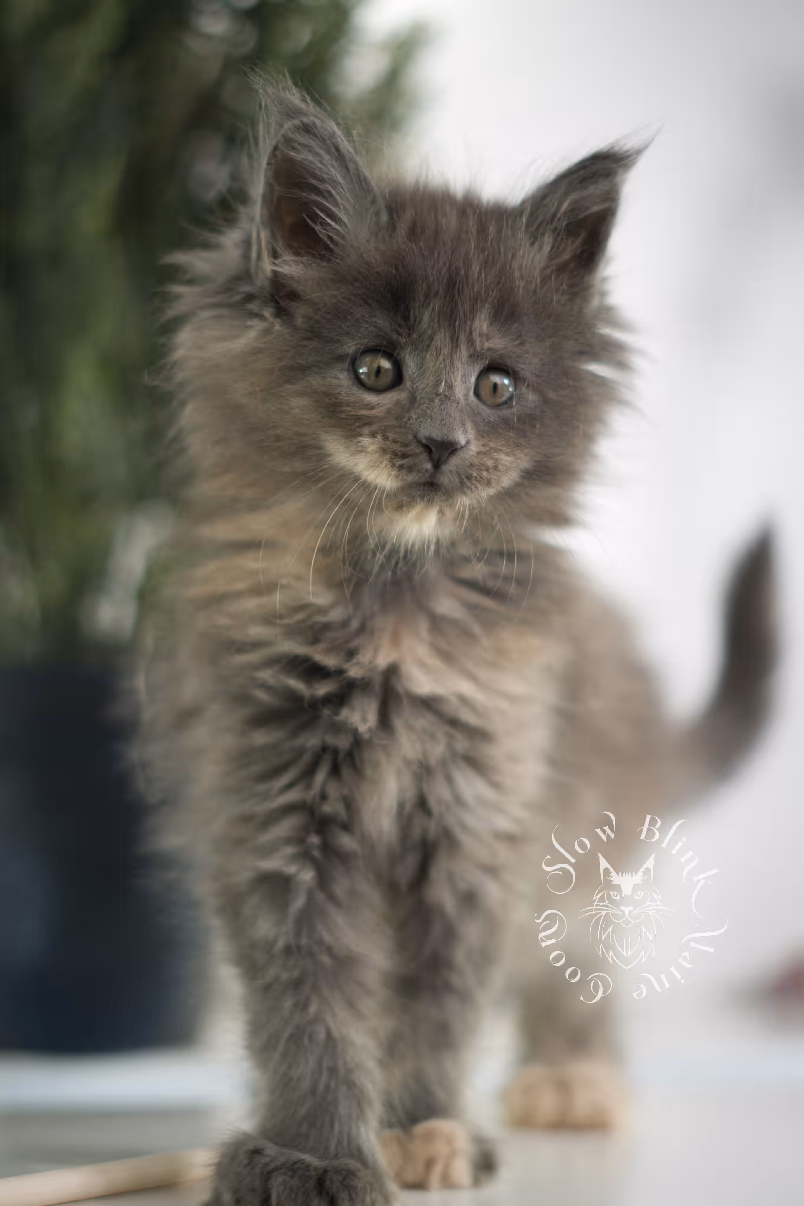 blue tortie | tortie | dilute tortoiseshell | maine coon kitten | taken feb 2025 | ems code mco g | female | paws standard | age 6 weeks old Blue Tortie Maine Coon Kittens > blue tortie | tortie | dilute tortoiseshell | maine coon kitten | taken feb 2025 | ems code mco g | female | paws standard | age 6 weeks old | idx 07