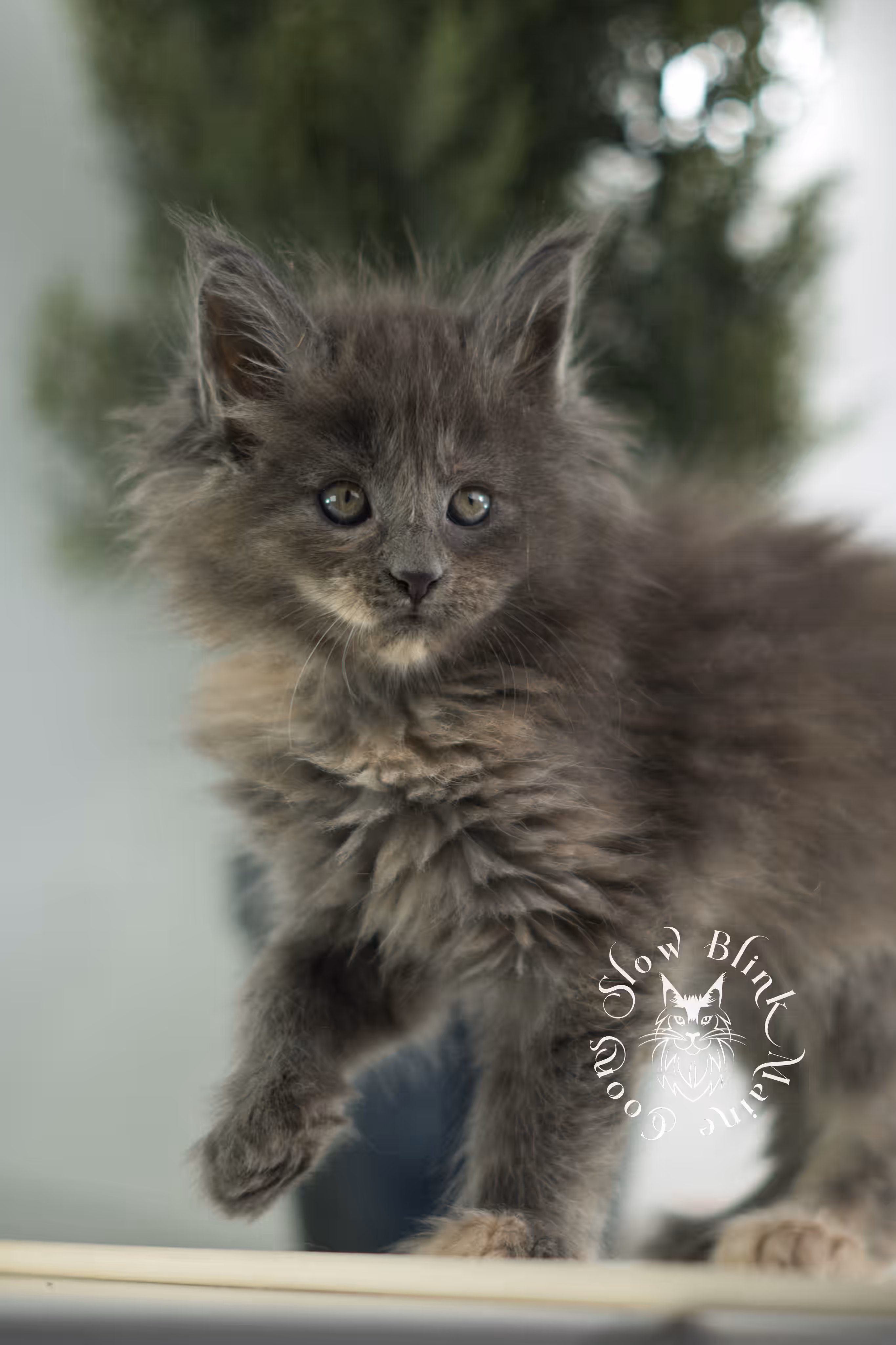 blue tortie | tortie | dilute tortoiseshell | maine coon kitten | taken feb 2025 | ems code mco g | female | paws standard | age 7 weeks old Blue Tortie Maine Coon Kittens > blue tortie | tortie | dilute tortoiseshell | maine coon kitten | taken feb 2025 | ems code mco g | female | paws standard | age 7 weeks old | idx 01