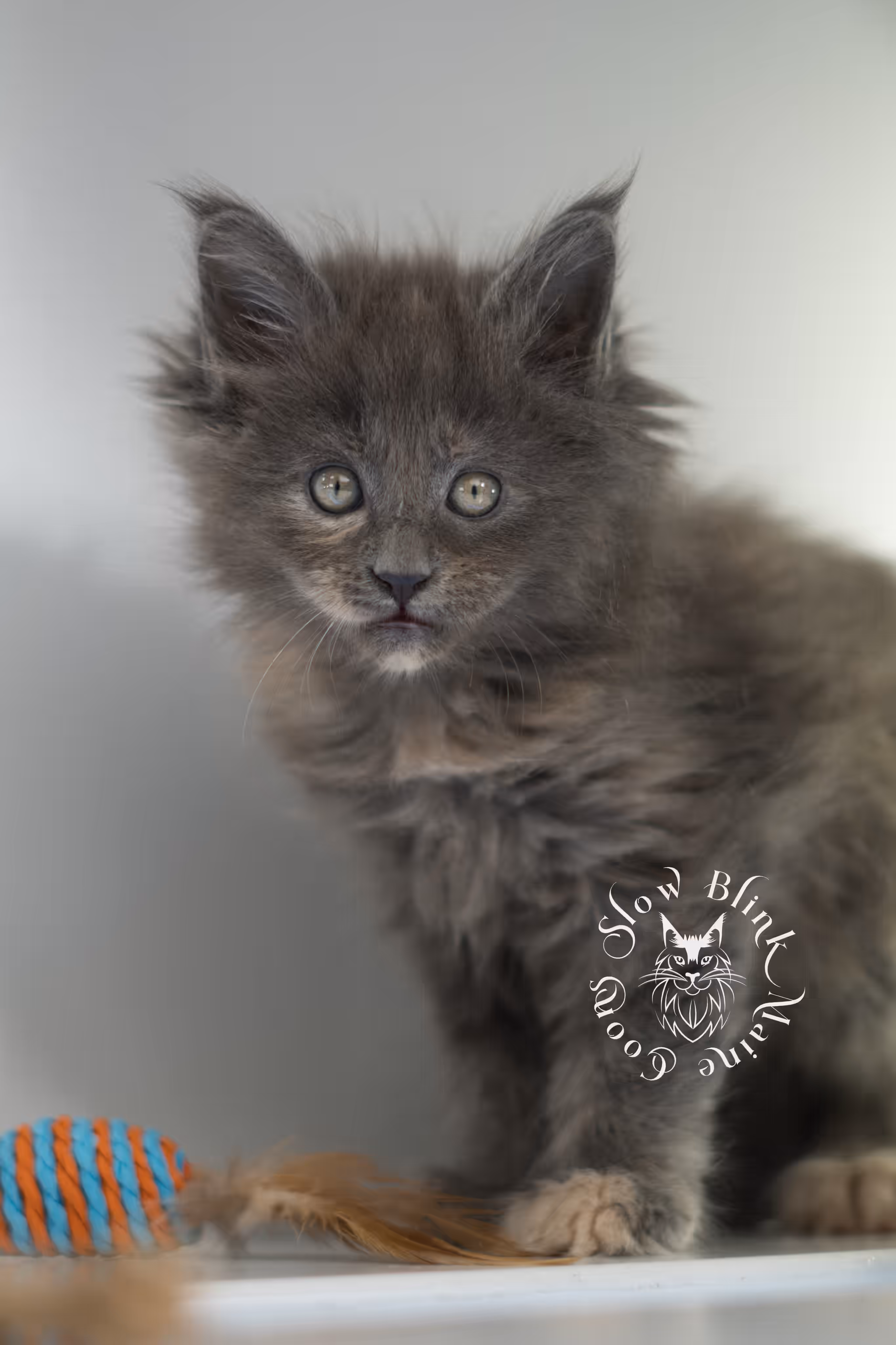 blue tortie | tortie | dilute tortoiseshell | maine coon kitten | taken feb 2025 | ems code mco g | female | paws standard | age 7 weeks old Blue Tortie Maine Coon Kittens > blue tortie | tortie | dilute tortoiseshell | maine coon kitten | taken feb 2025 | ems code mco g | female | paws standard | age 7 weeks old | idx 02