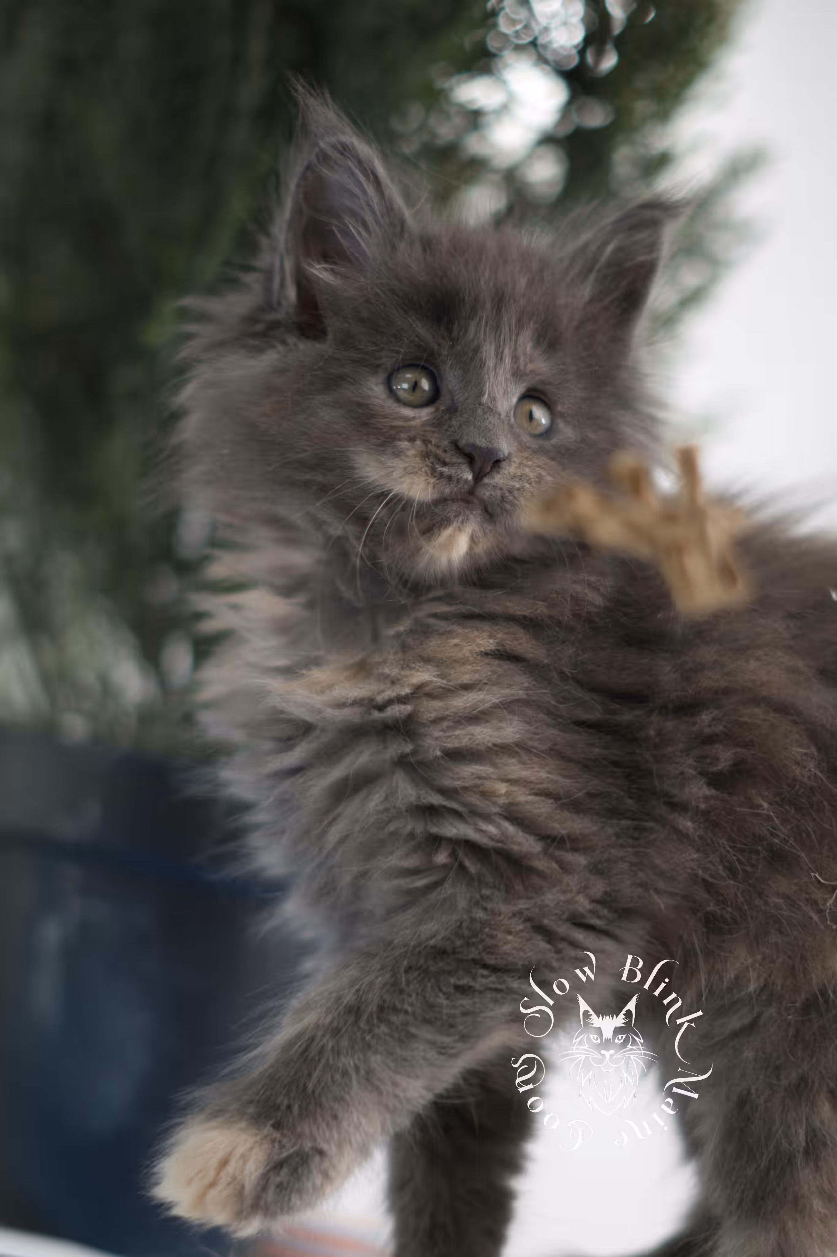 blue tortie | tortie | dilute tortoiseshell | maine coon kitten | taken feb 2025 | ems code mco g | female | paws standard | age 7 weeks old Blue Tortie Maine Coon Kittens > blue tortie | tortie | dilute tortoiseshell | maine coon kitten | taken feb 2025 | ems code mco g | female | paws standard | age 7 weeks old | idx 03