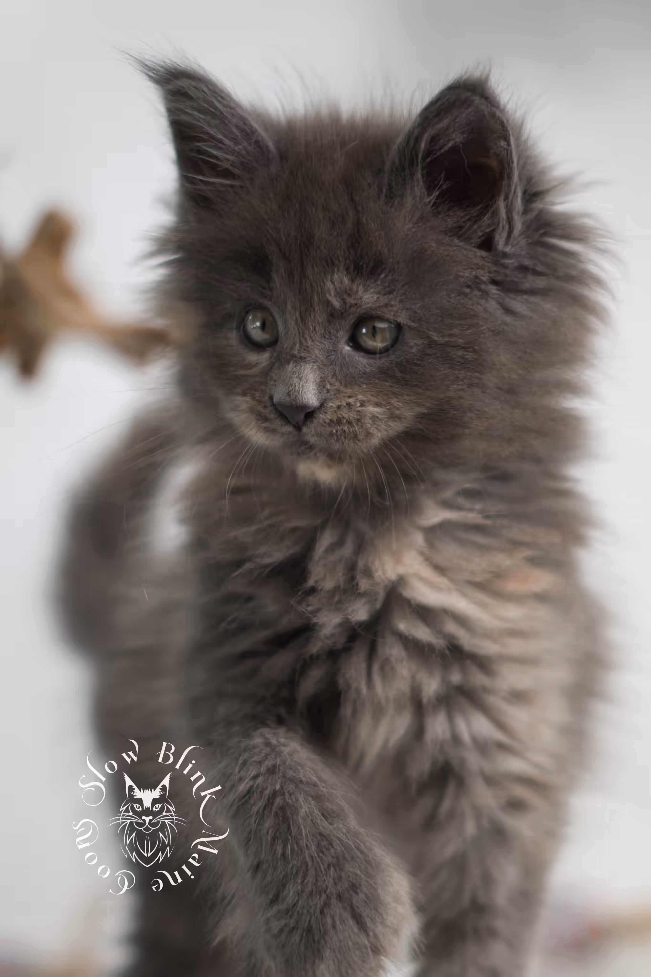 blue tortie | tortie | dilute tortoiseshell | maine coon kitten | taken feb 2025 | ems code mco g | female | paws standard | age 7 weeks old Blue Tortie Maine Coon Kittens > blue tortie | tortie | dilute tortoiseshell | maine coon kitten | taken feb 2025 | ems code mco g | female | paws standard | age 7 weeks old | idx 04