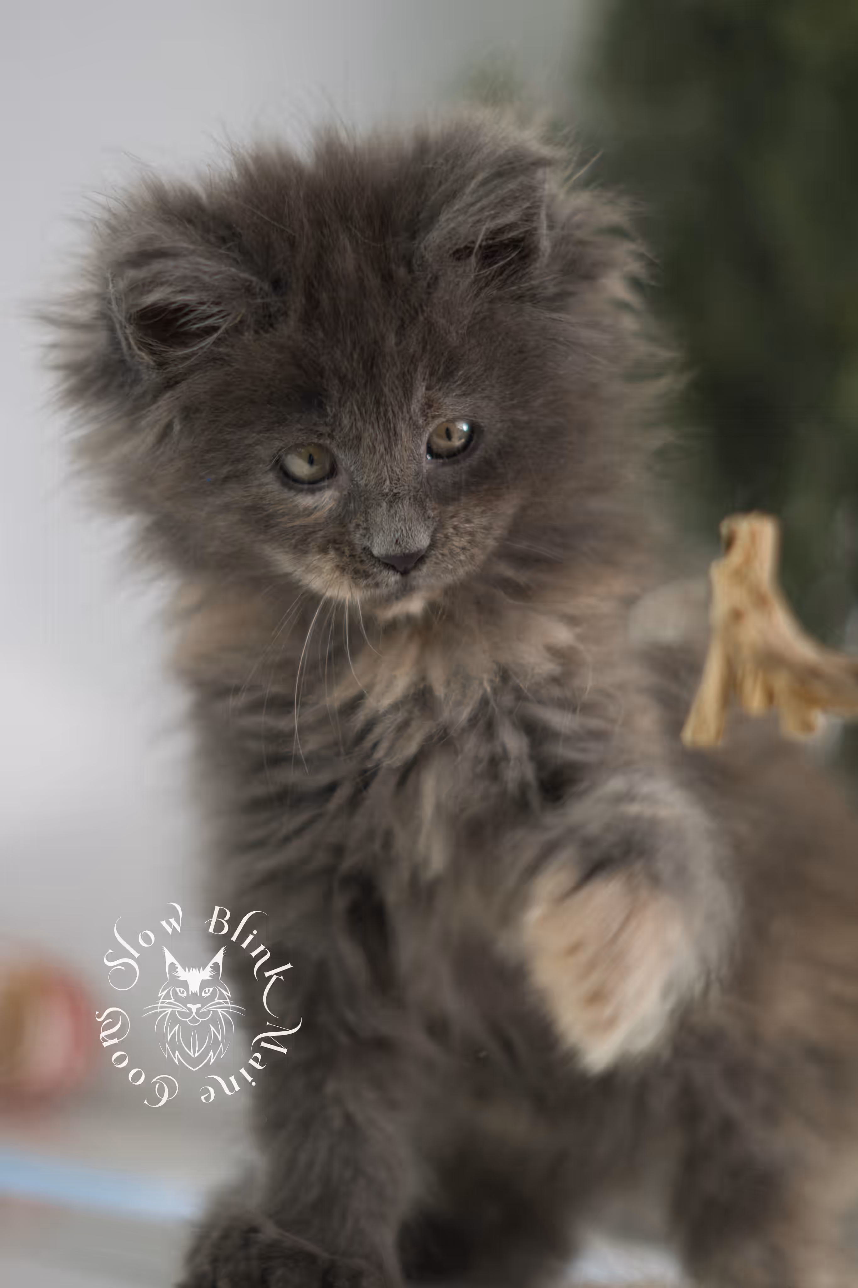 blue tortie | tortie | dilute tortoiseshell | maine coon kitten | taken feb 2025 | ems code mco g | female | paws standard | age 7 weeks old Blue Tortie Maine Coon Kittens > blue tortie | tortie | dilute tortoiseshell | maine coon kitten | taken feb 2025 | ems code mco g | female | paws standard | age 7 weeks old | idx 05