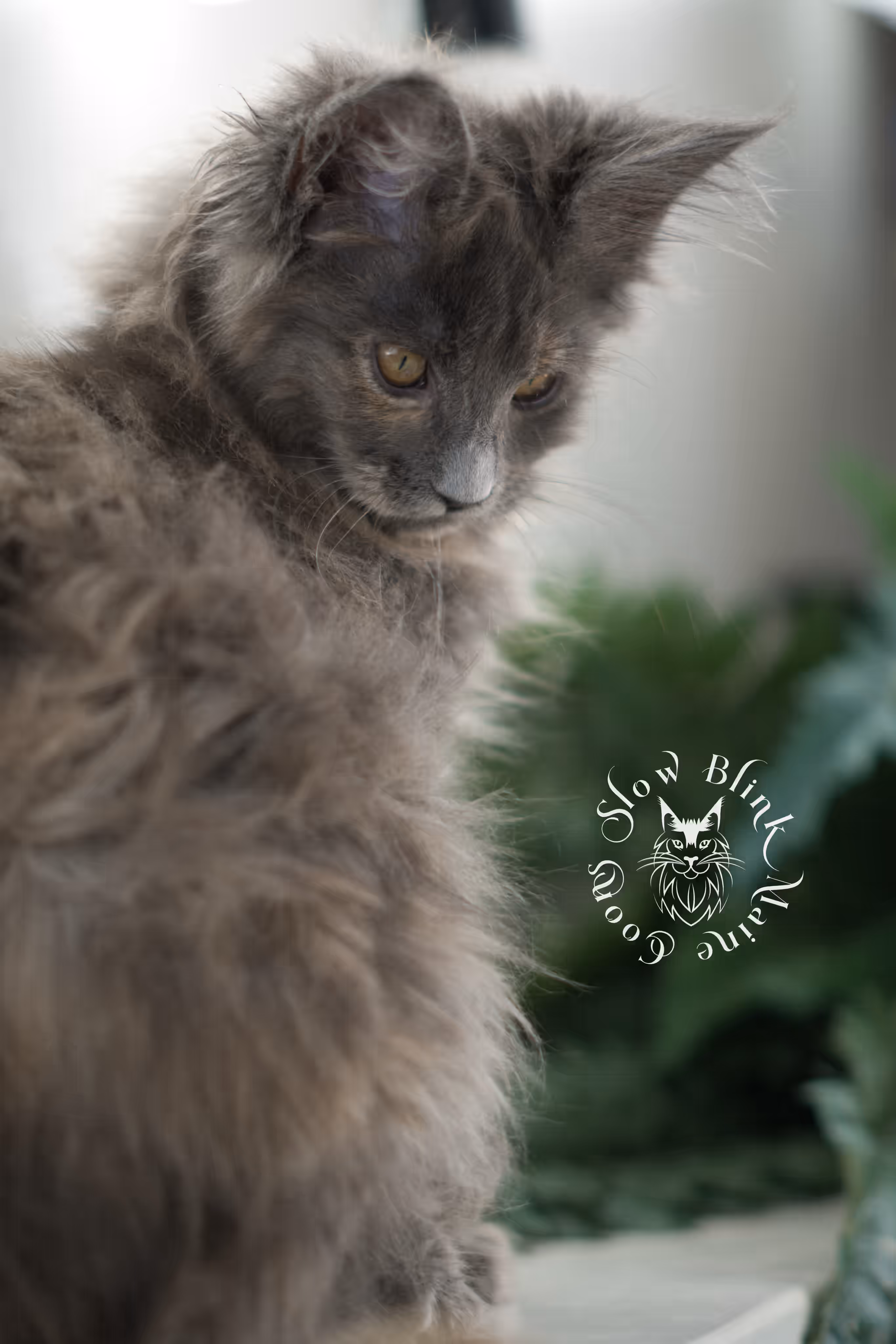 blue tortie | tortie | dilute tortoiseshell | maine coon kitten | taken mar 2025 | ems code g | female | age 7 weeks Blue Tortie Maine Coon Kittens > blue tortie | tortie | dilute tortoiseshell | maine coon kitten | taken mar 2025 | ems code g | female | age 7 weeks | idx 01