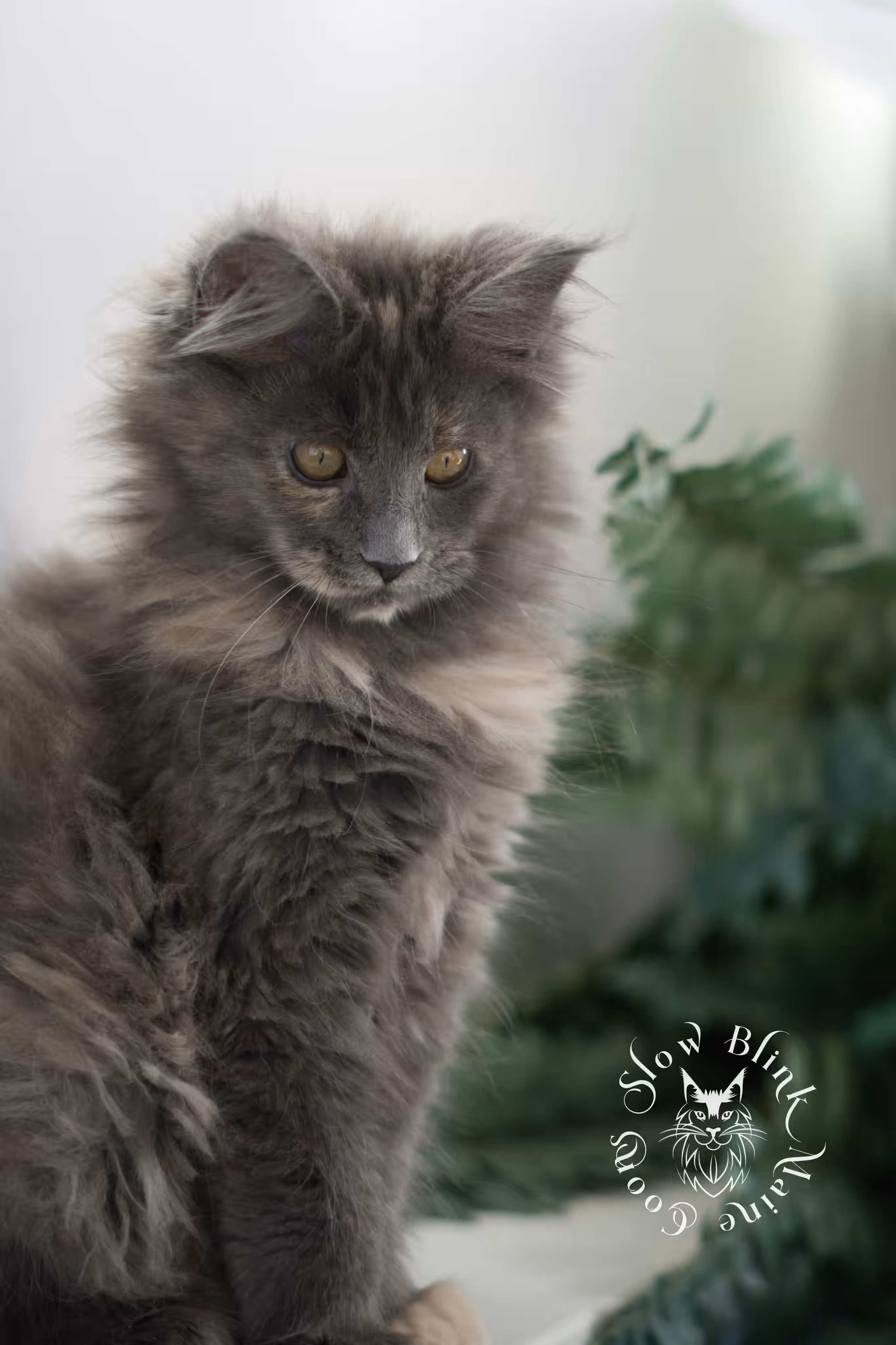 blue tortie | tortie | dilute tortoiseshell | maine coon kitten | taken mar 2025 | ems code g | female | age 8 weeks Blue Tortie Maine Coon Kittens > blue tortie | tortie | dilute tortoiseshell | maine coon kitten | taken mar 2025 | ems code g | female | age 8 weeks | idx 01