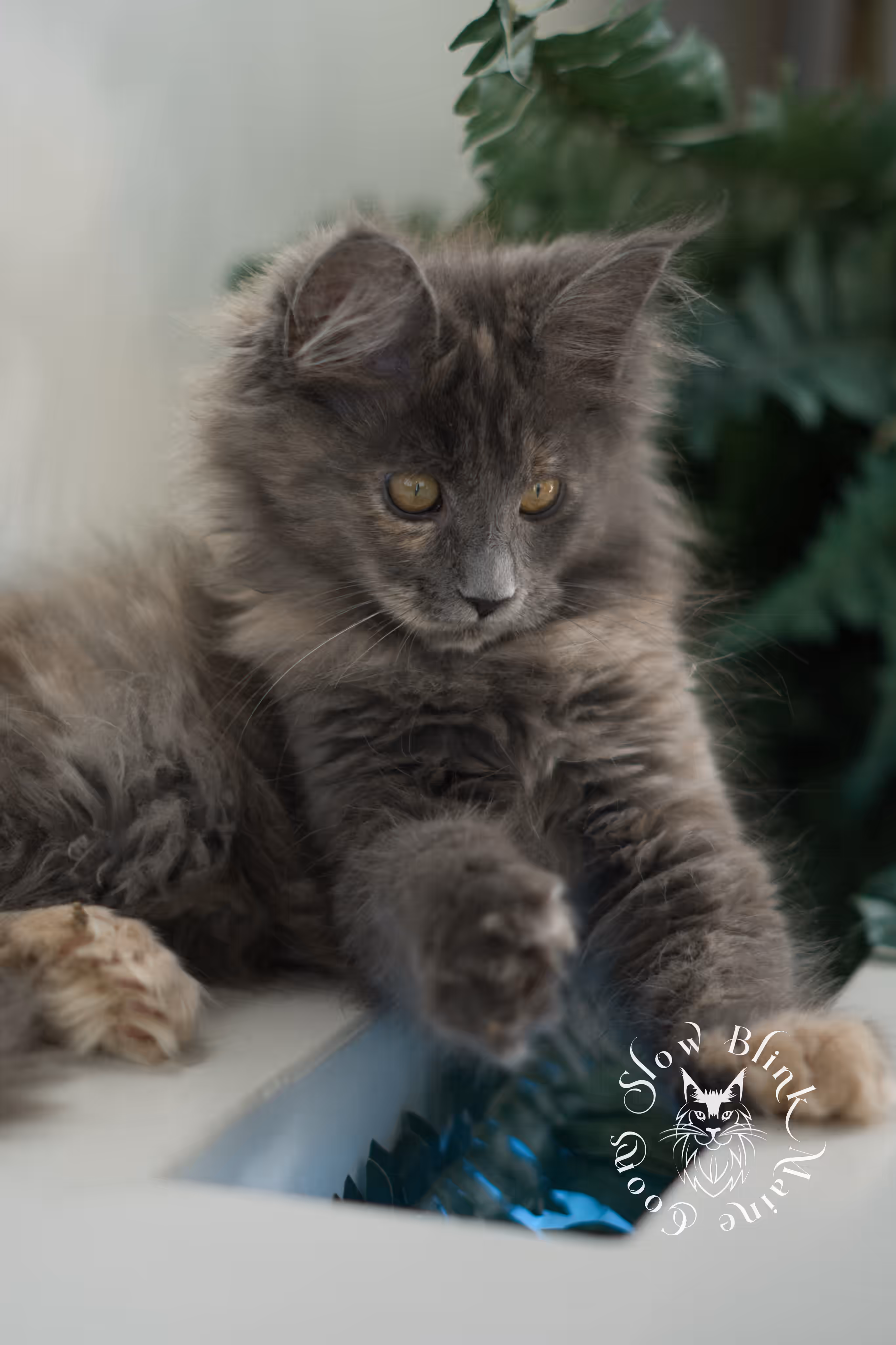 blue tortie | tortie | dilute tortoiseshell | maine coon kitten | taken mar 2025 | ems code g | female | age 8 weeks Blue Tortie Maine Coon Kittens > blue tortie | tortie | dilute tortoiseshell | maine coon kitten | taken mar 2025 | ems code g | female | age 8 weeks | idx 02