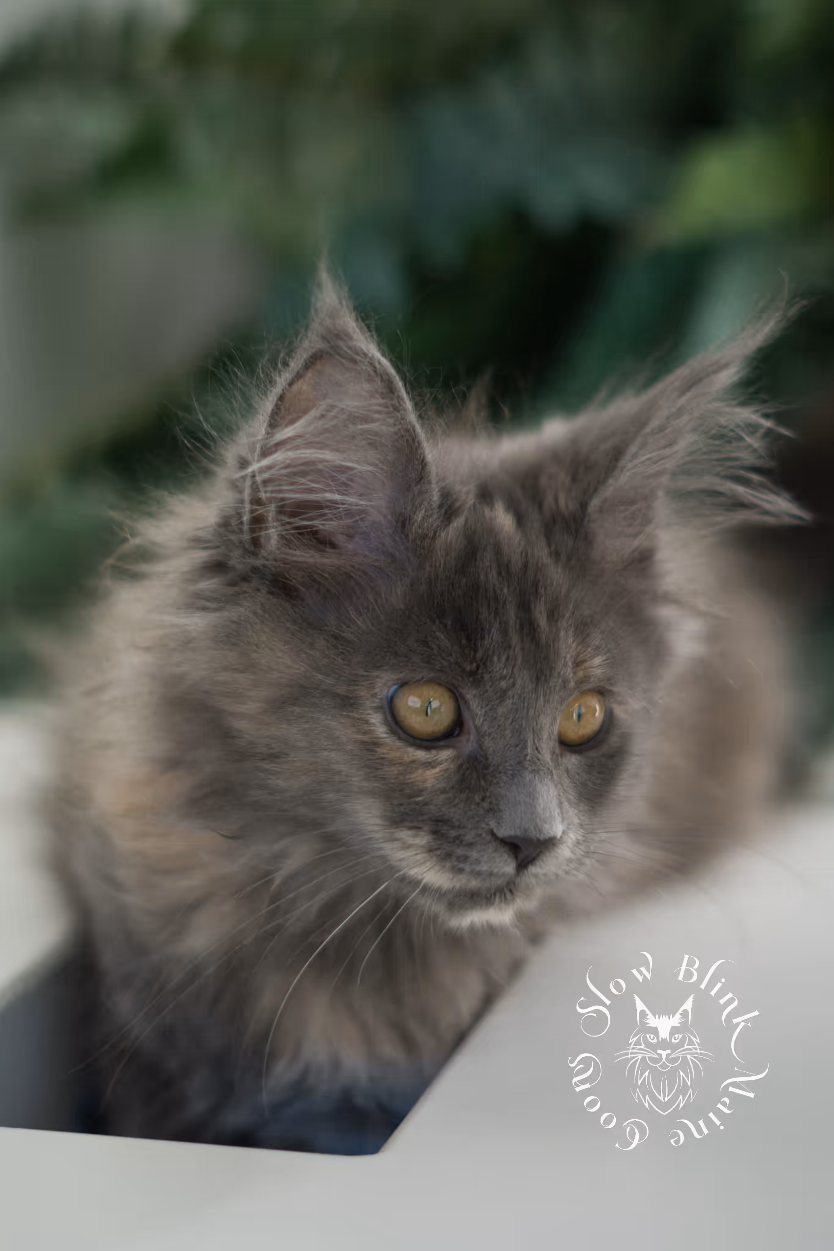 blue tortie | tortie | dilute tortoiseshell | maine coon kitten | taken mar 2025 | ems code g | female | age 8 weeks Blue Tortie Maine Coon Kittens > blue tortie | tortie | dilute tortoiseshell | maine coon kitten | taken mar 2025 | ems code g | female | age 8 weeks | idx 03