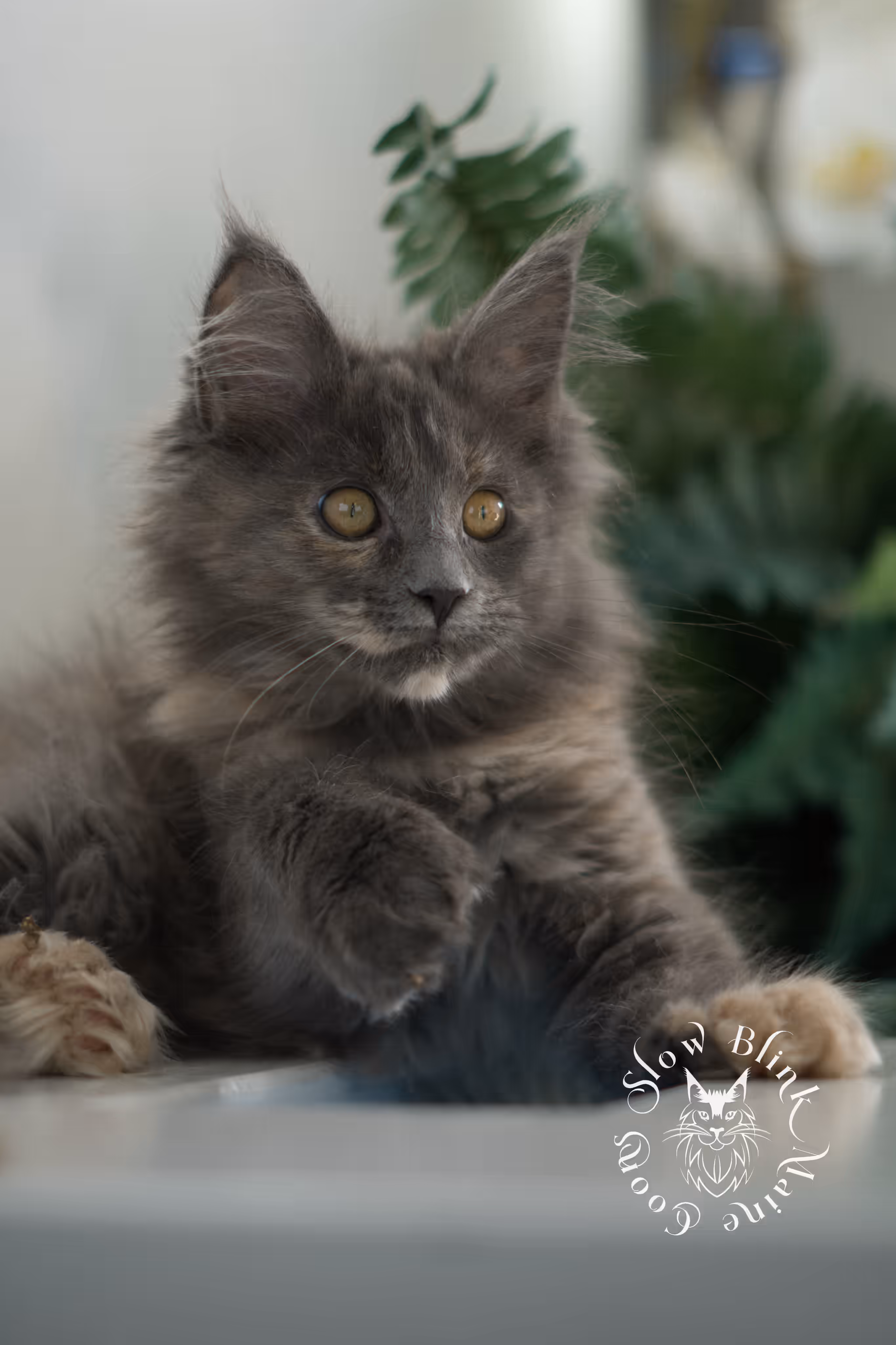 blue tortie | tortie | dilute tortoiseshell | maine coon kitten | taken mar 2025 | ems code g | female | age 8 weeks Blue Tortie Maine Coon Kittens > blue tortie | tortie | dilute tortoiseshell | maine coon kitten | taken mar 2025 | ems code g | female | age 8 weeks | idx 04