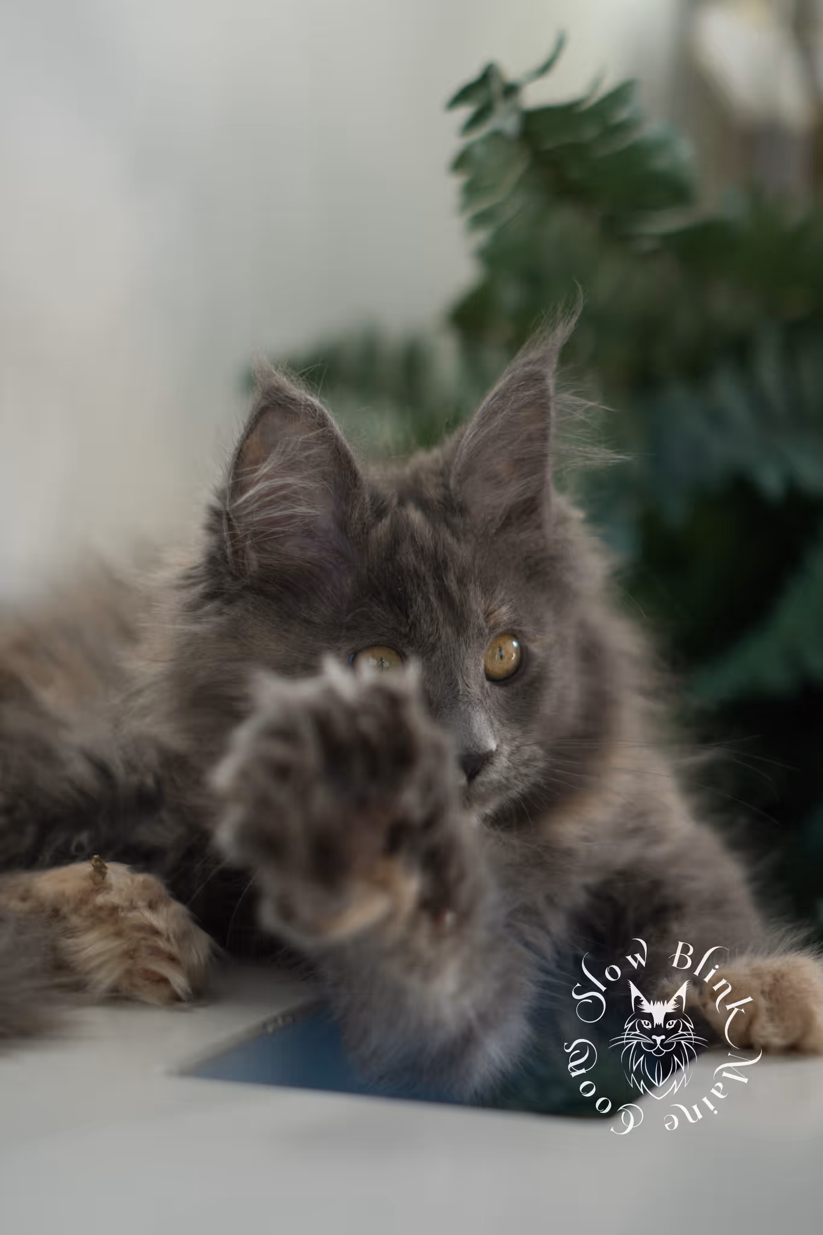 blue tortie | tortie | dilute tortoiseshell | maine coon kitten | taken mar 2025 | ems code g | female | age 8 weeks Blue Tortie Maine Coon Kittens > blue tortie | tortie | dilute tortoiseshell | maine coon kitten | taken mar 2025 | ems code g | female | age 8 weeks | idx 05
