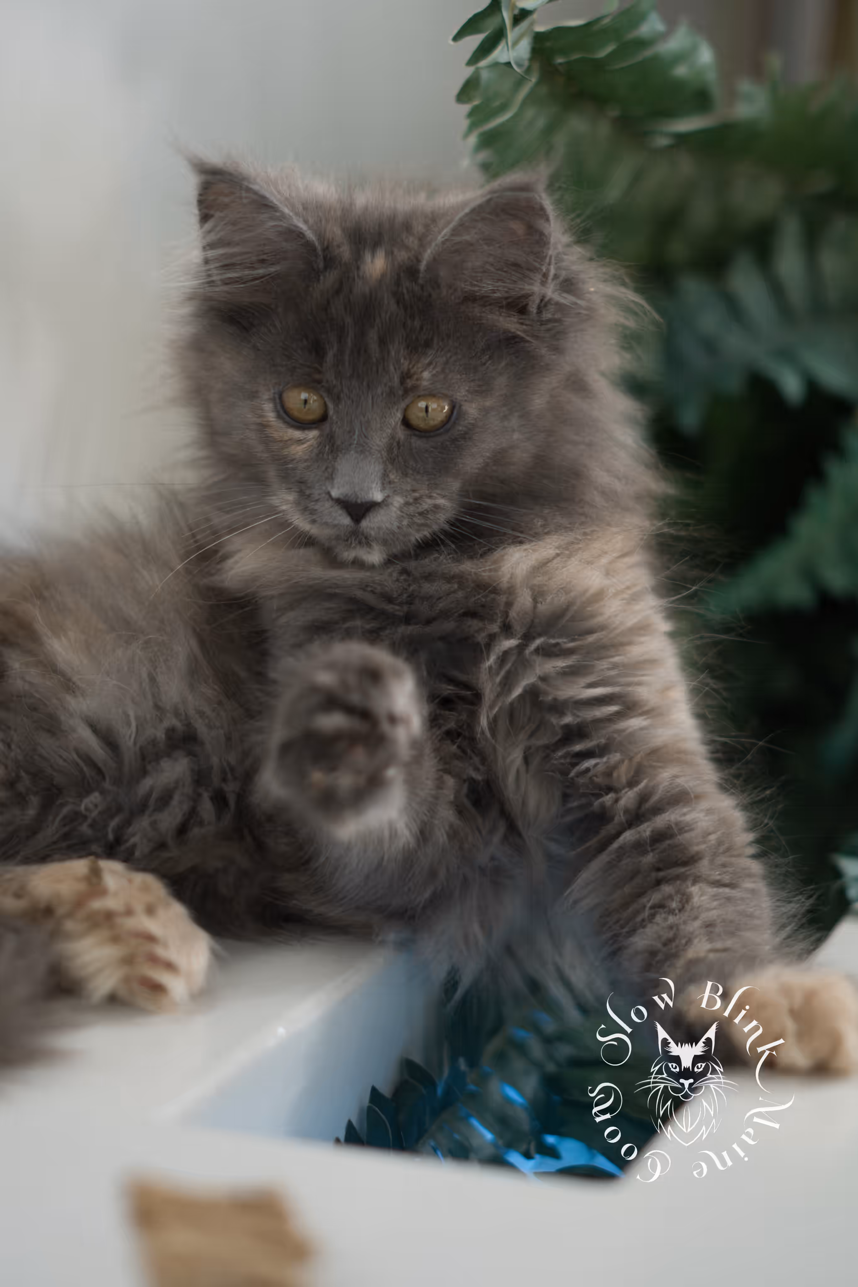 blue tortie | tortie | dilute tortoiseshell | maine coon kitten | taken mar 2025 | ems code g | female | age 8 weeks Blue Tortie Maine Coon Kittens > blue tortie | tortie | dilute tortoiseshell | maine coon kitten | taken mar 2025 | ems code g | female | age 8 weeks | idx 06