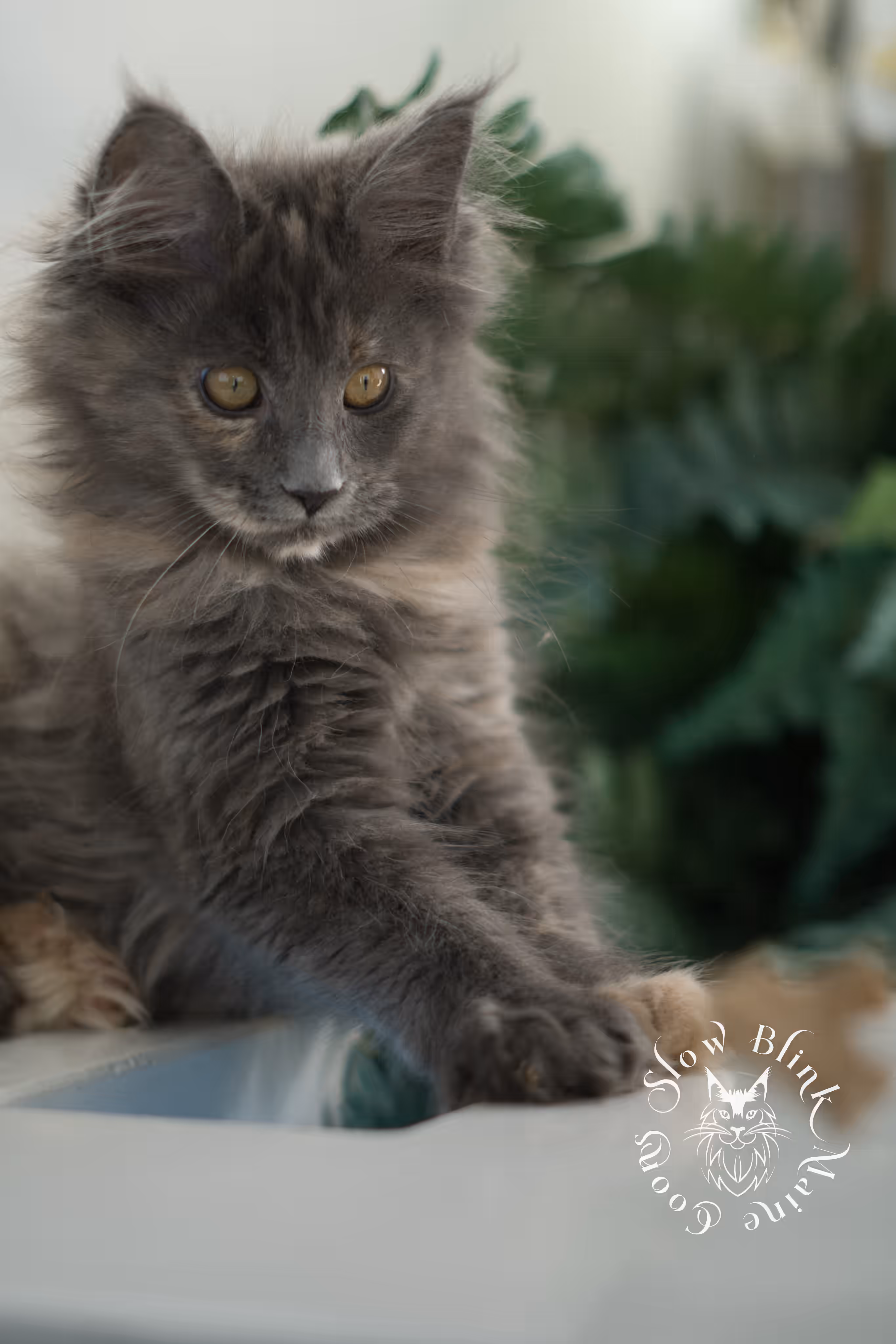 blue tortie | tortie | dilute tortoiseshell | maine coon kitten | taken mar 2025 | ems code g | female | age 8 weeks Blue Tortie Maine Coon Kittens > blue tortie | tortie | dilute tortoiseshell | maine coon kitten | taken mar 2025 | ems code g | female | age 8 weeks | idx 07