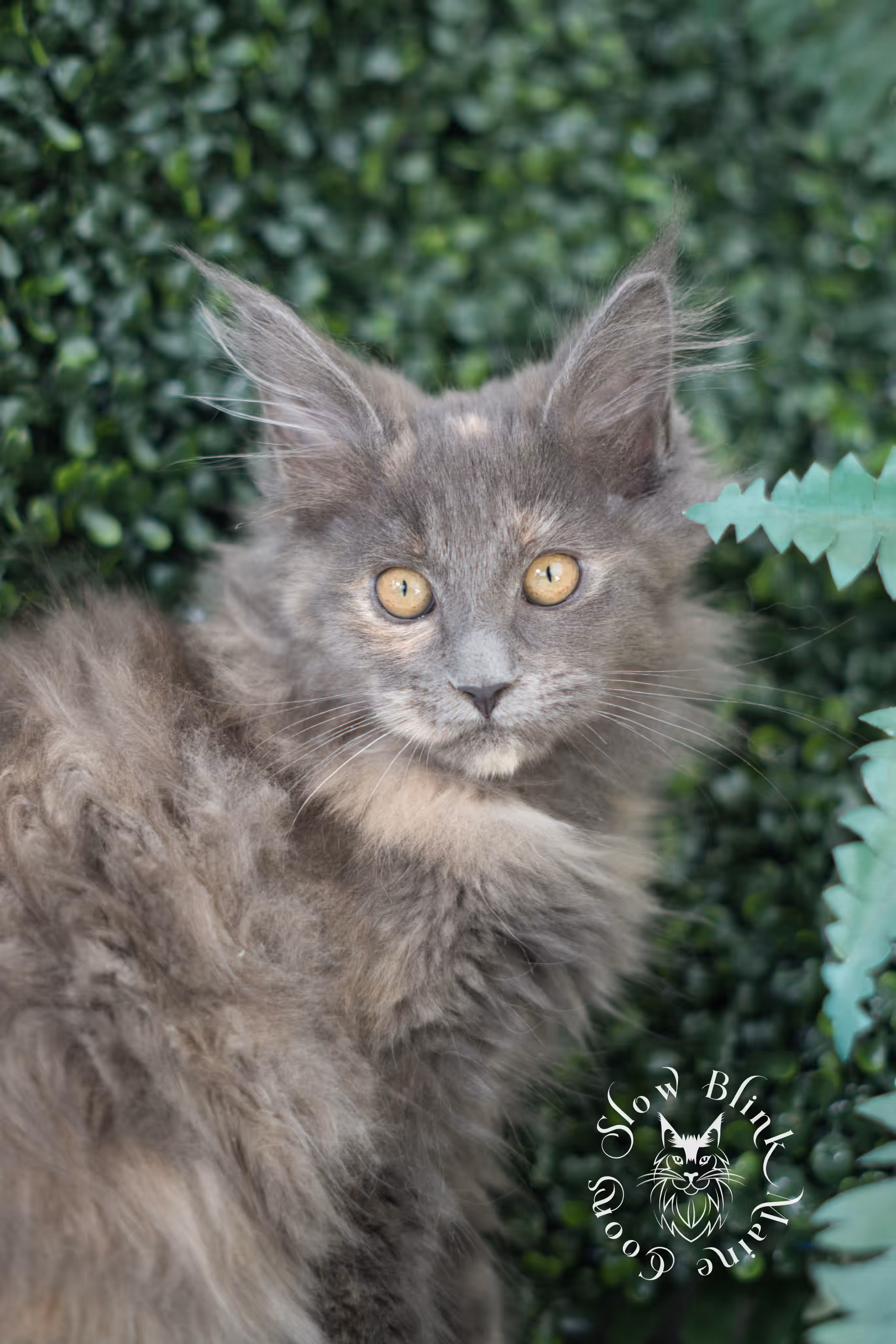 blue tortie | tortie | dilute tortoiseshell | maine coon kitten | taken mar 2025 | ems code g | female | age 9 weeks Blue Tortie Maine Coon Kittens > blue tortie | tortie | dilute tortoiseshell | maine coon kitten | taken mar 2025 | ems code g | female | age 9 weeks | idx 01