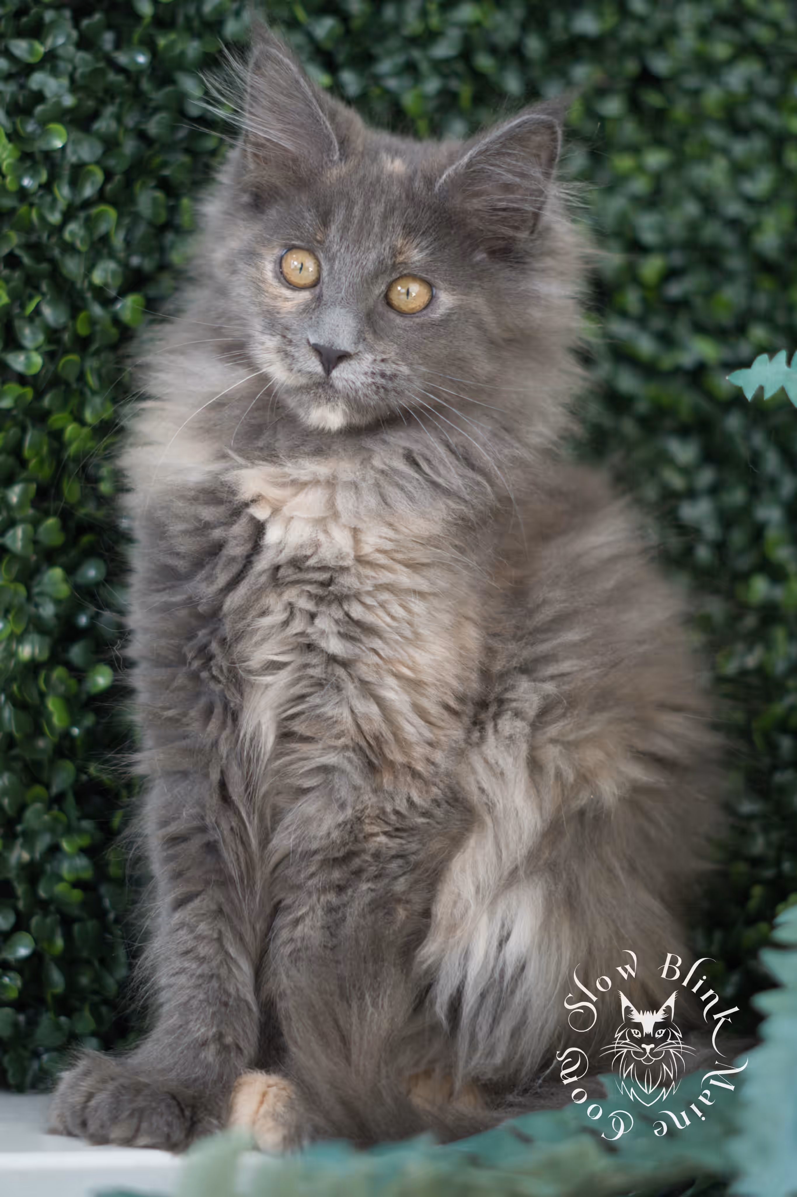 blue tortie | tortie | dilute tortoiseshell | maine coon kitten | taken mar 2025 | ems code g | female | age 9 weeks Blue Tortie Maine Coon Kittens > blue tortie | tortie | dilute tortoiseshell | maine coon kitten | taken mar 2025 | ems code g | female | age 9 weeks | idx 02
