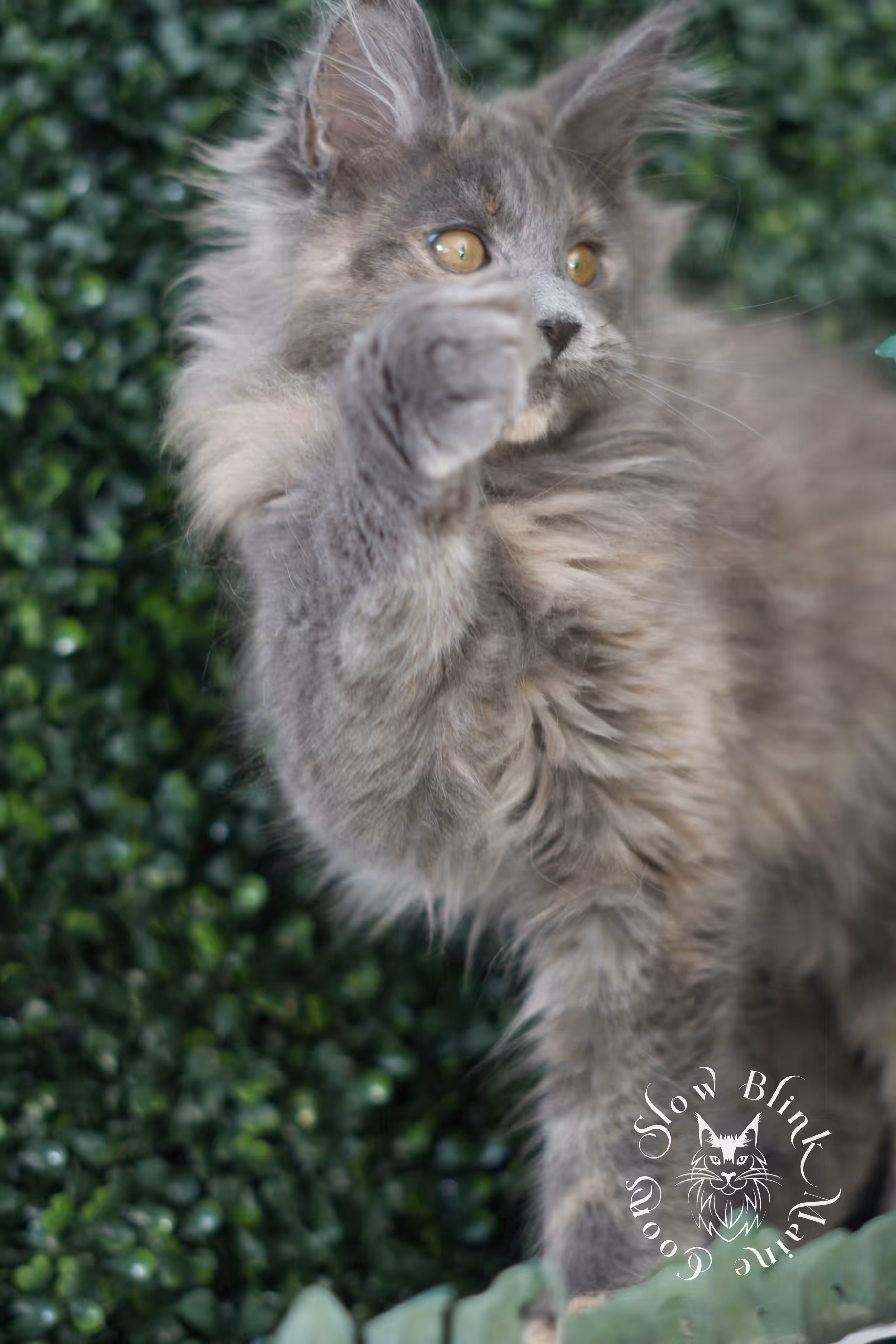 blue tortie | tortie | dilute tortoiseshell | maine coon kitten | taken mar 2025 | ems code g | female | age 9 weeks Blue Tortie Maine Coon Kittens > blue tortie | tortie | dilute tortoiseshell | maine coon kitten | taken mar 2025 | ems code g | female | age 9 weeks | idx 03