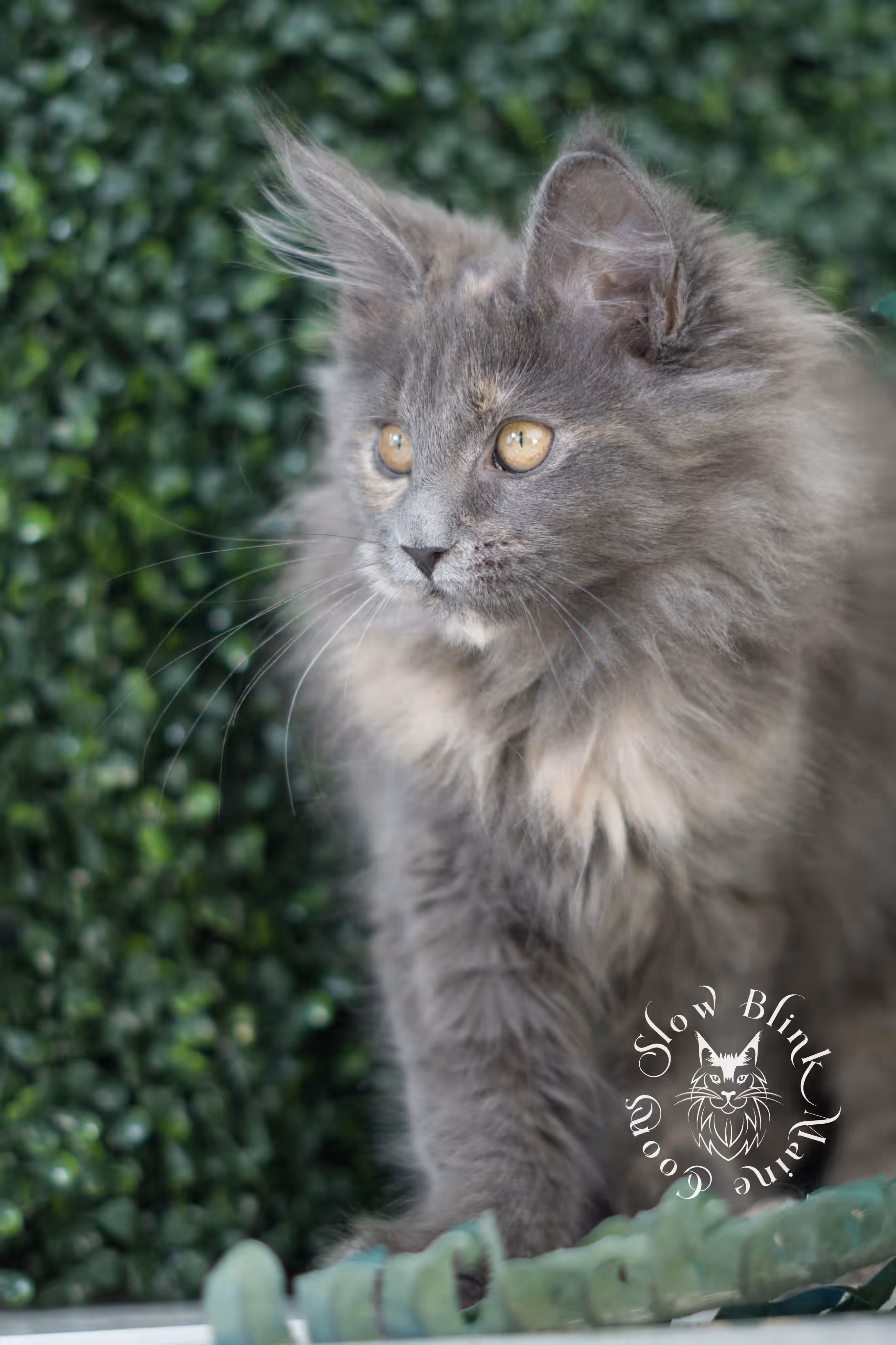 blue tortie | tortie | dilute tortoiseshell | maine coon kitten | taken mar 2025 | ems code g | female | age 9 weeks Blue Tortie Maine Coon Kittens > blue tortie | tortie | dilute tortoiseshell | maine coon kitten | taken mar 2025 | ems code g | female | age 9 weeks | idx 04
