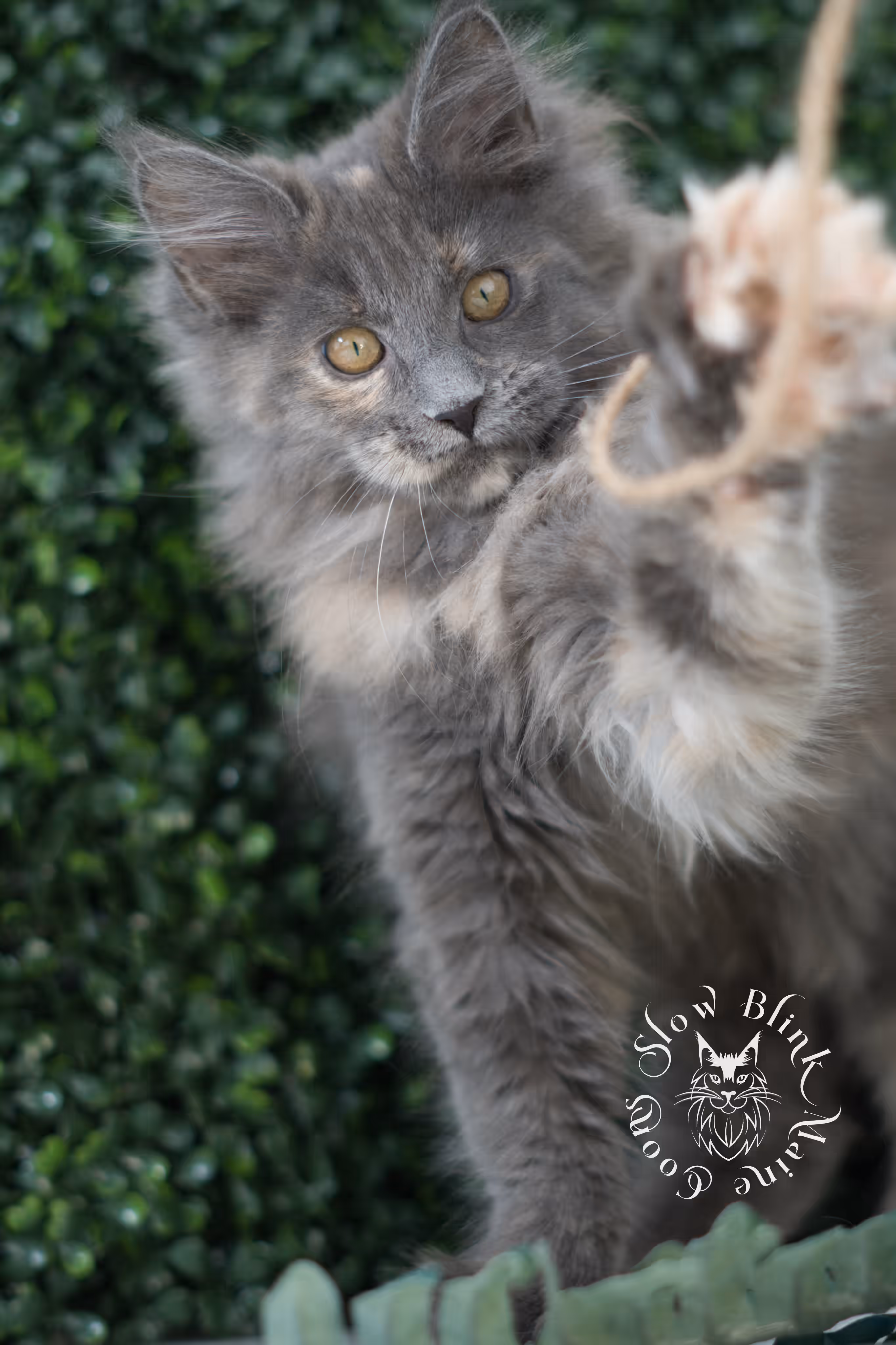 blue tortie | tortie | dilute tortoiseshell | maine coon kitten | taken mar 2025 | ems code g | female | age 9 weeks Blue Tortie Maine Coon Kittens > blue tortie | tortie | dilute tortoiseshell | maine coon kitten | taken mar 2025 | ems code g | female | age 9 weeks | idx 05