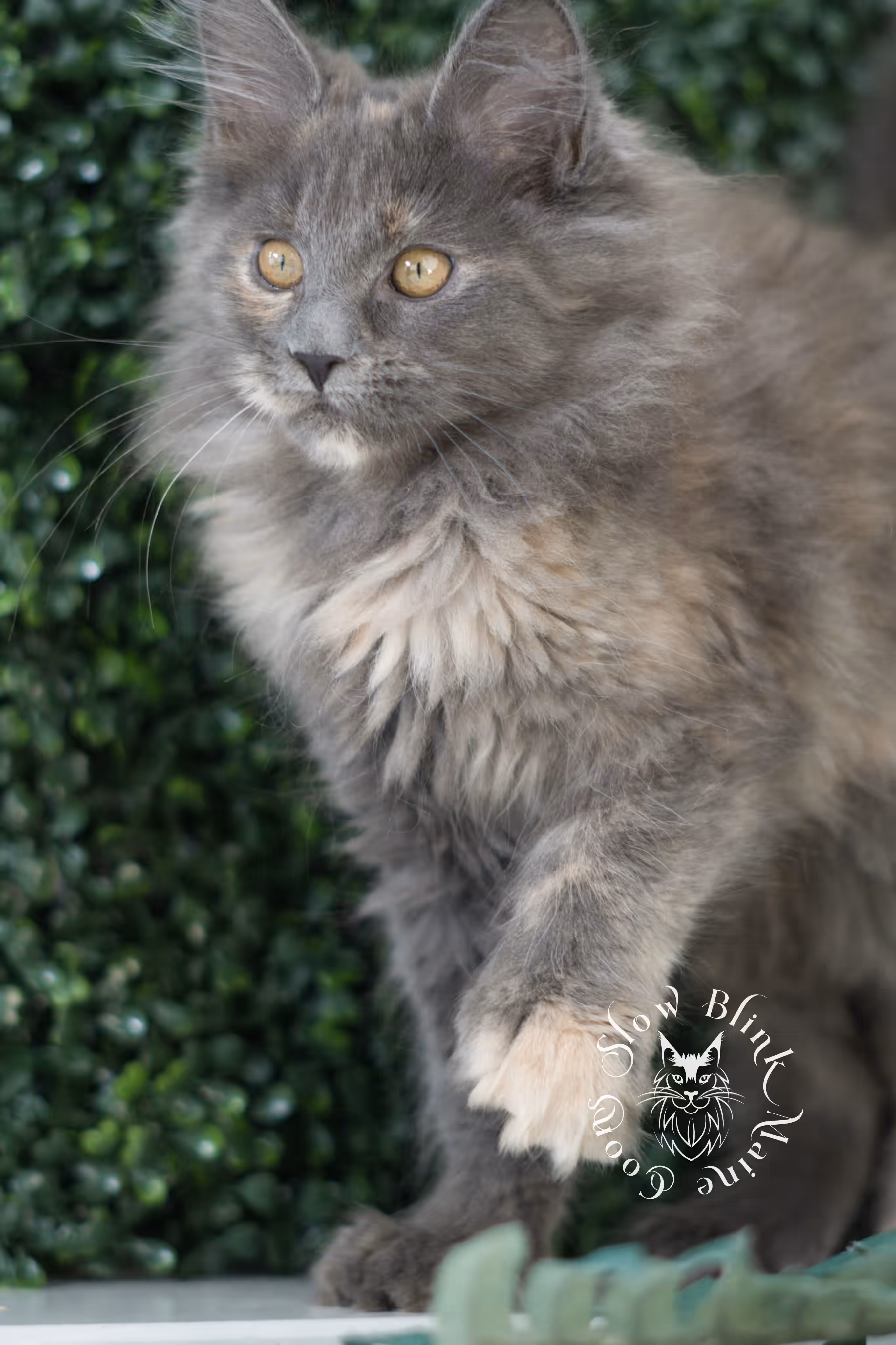 blue tortie | tortie | dilute tortoiseshell | maine coon kitten | taken mar 2025 | ems code g | female | age 9 weeks Blue Tortie Maine Coon Kittens > blue tortie | tortie | dilute tortoiseshell | maine coon kitten | taken mar 2025 | ems code g | female | age 9 weeks | idx 06