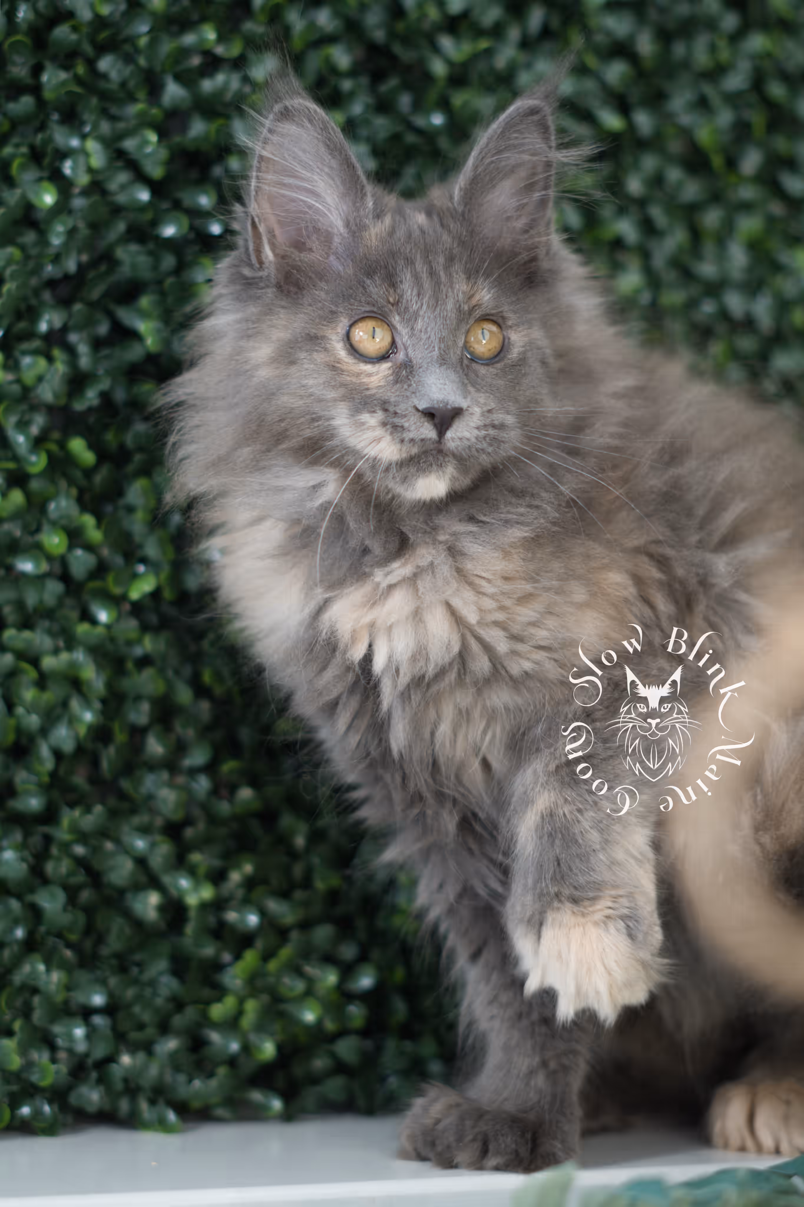 blue tortie | tortie | dilute tortoiseshell | maine coon kitten | taken mar 2025 | ems code g | female | age 9 weeks Blue Tortie Maine Coon Kittens > blue tortie | tortie | dilute tortoiseshell | maine coon kitten | taken mar 2025 | ems code g | female | age 9 weeks | idx 07