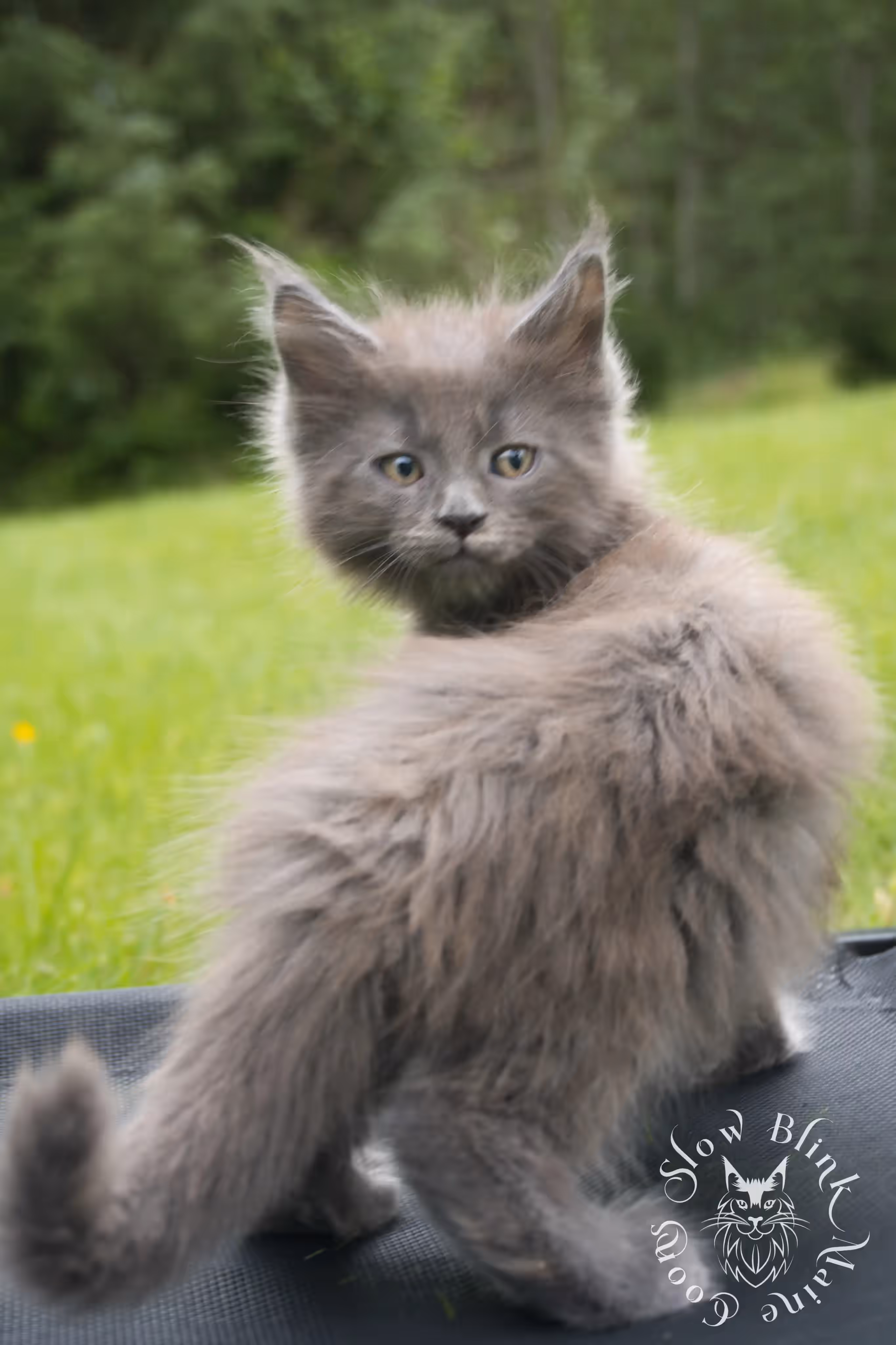 tortoiseshell | tortie | maine coon kitten | ems code gs fs | slowblinkmainecoons Blue Tortie Maine Coon Kittens > tortoiseshell | tortie | maine coon kitten | ems code gs fs | slowblinkmainecoons | 02