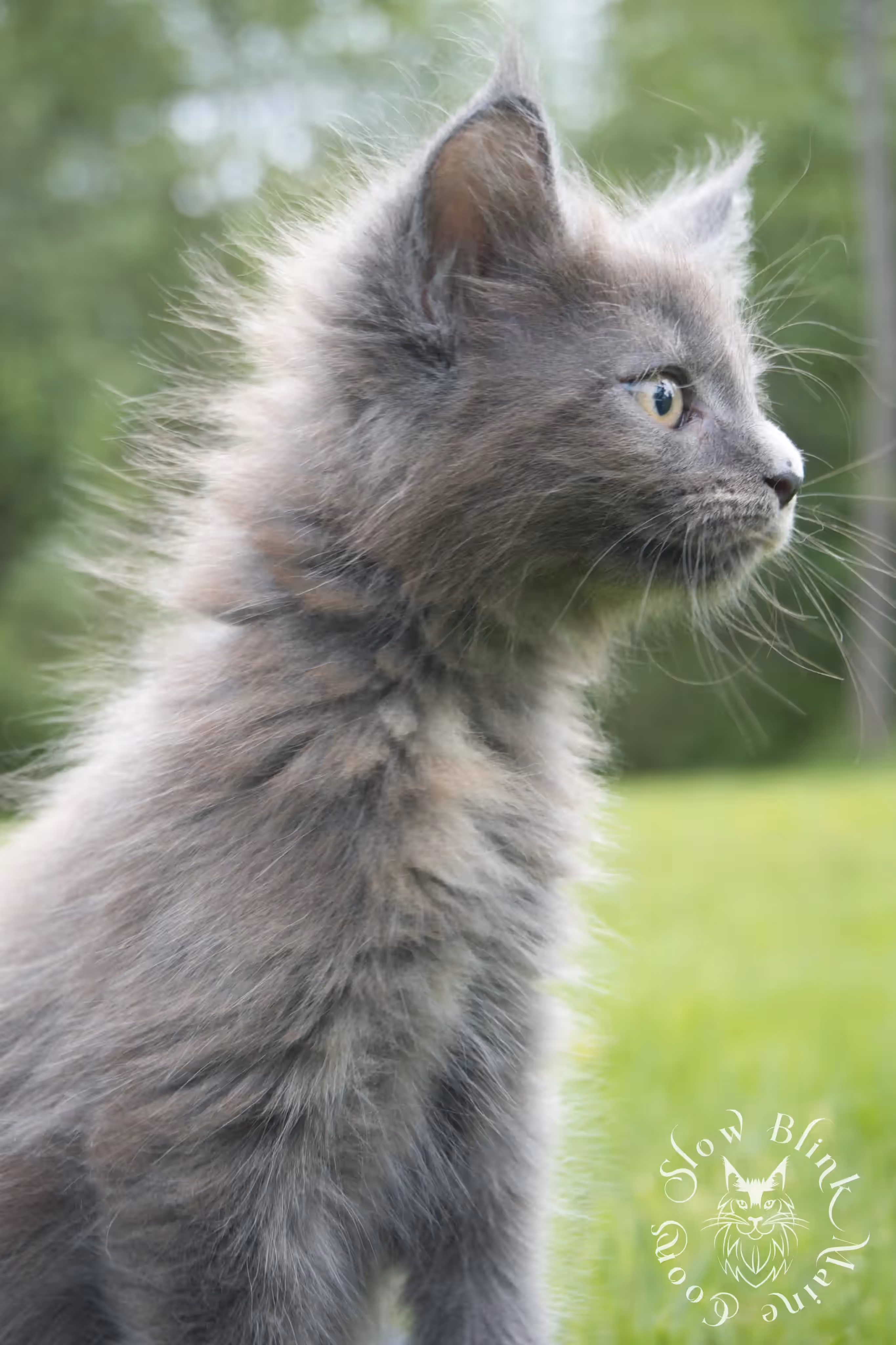 tortoiseshell | tortie | maine coon kitten | ems code gs fs | slowblinkmainecoons Blue Tortie Maine Coon Kittens > tortoiseshell | tortie | maine coon kitten | ems code gs fs | slowblinkmainecoons | 03