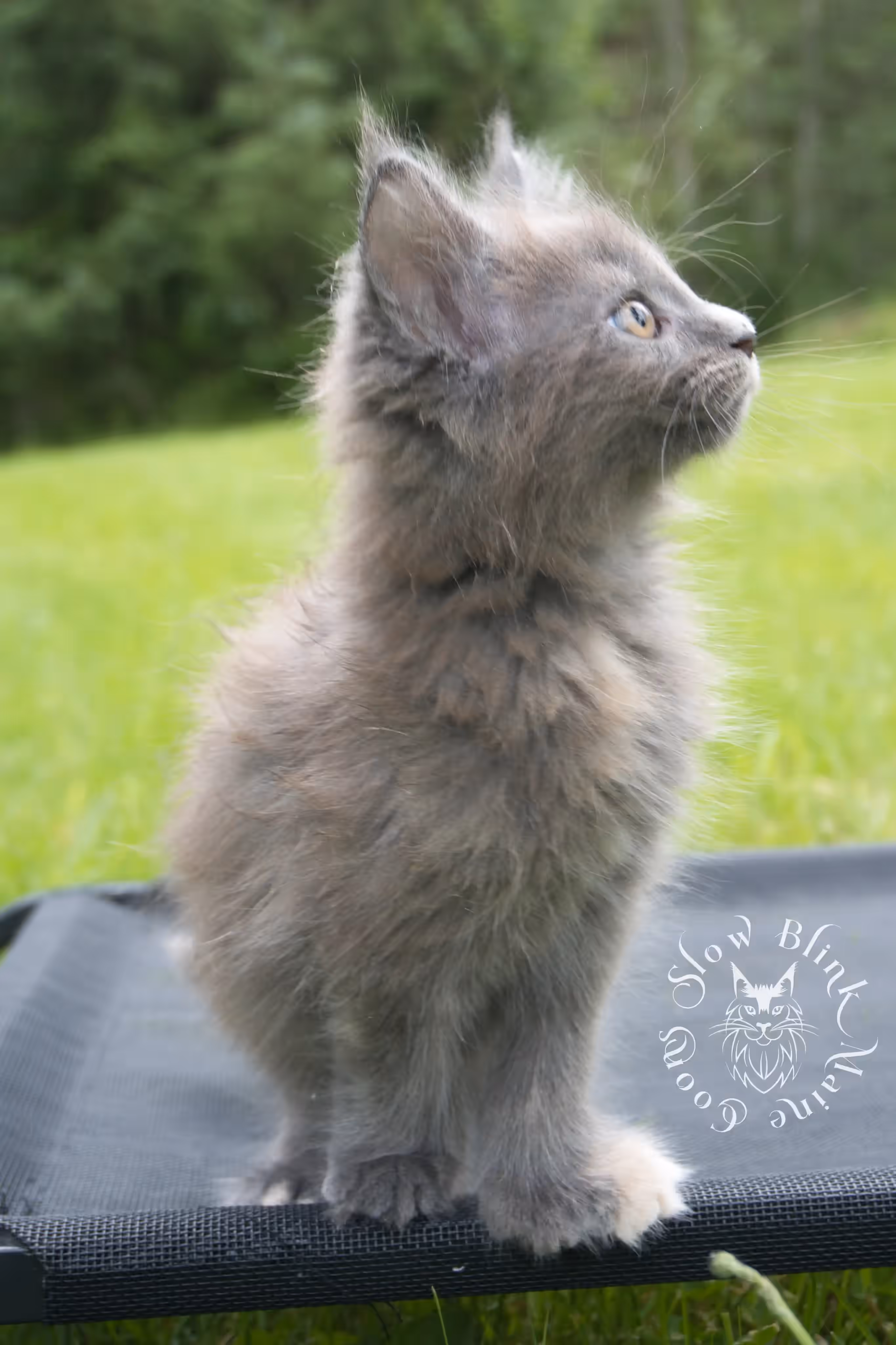 tortoiseshell | tortie | maine coon kitten | ems code gs fs | slowblinkmainecoons Blue Tortie Maine Coon Kittens > tortoiseshell | tortie | maine coon kitten | ems code gs fs | slowblinkmainecoons | 04
