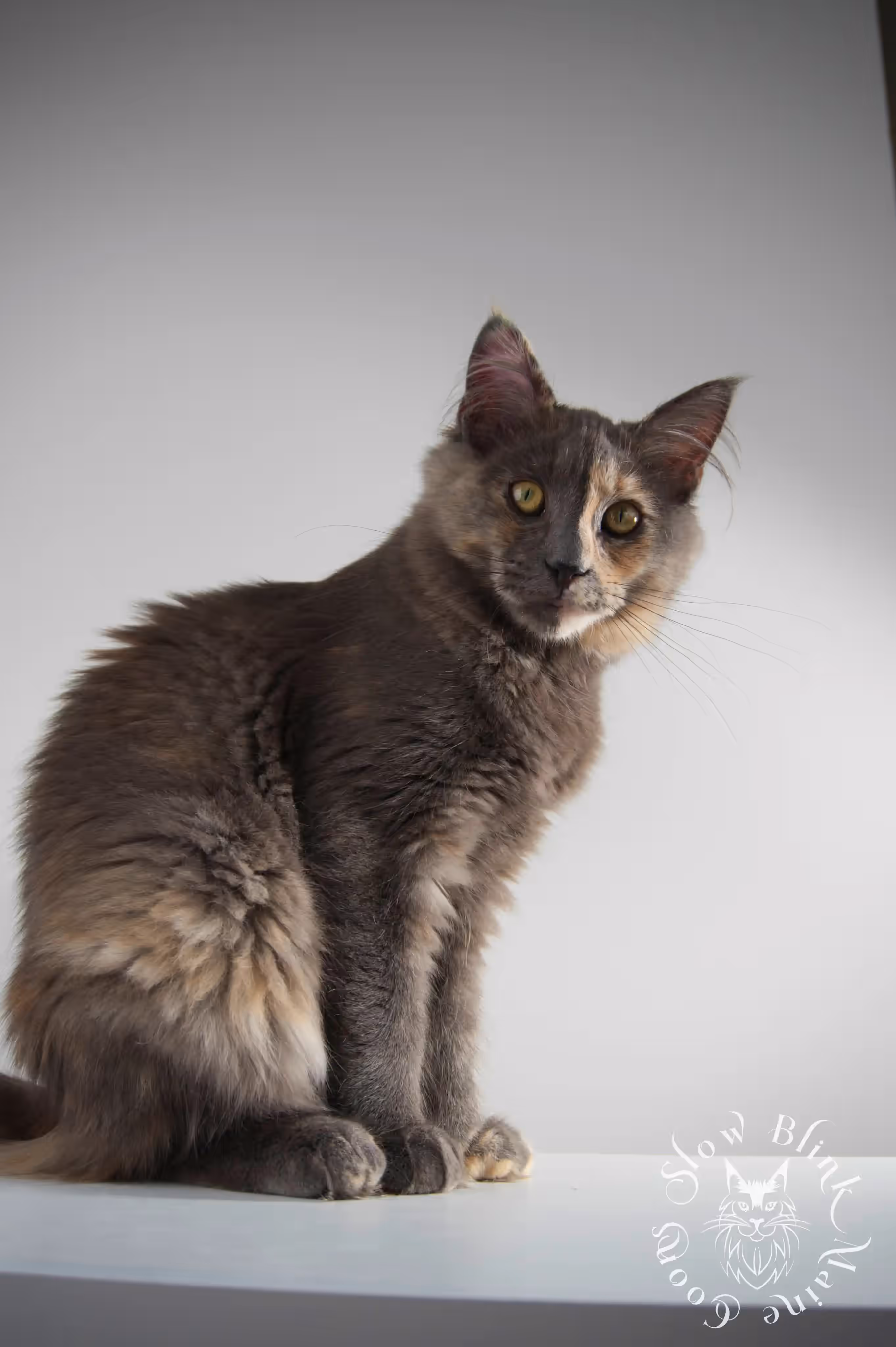 tortoiseshell | tortie | maine coon kitten | ems code gs fs | slowblinkmainecoons Blue Tortie Maine Coon Kittens > tortoiseshell | tortie | maine coon kitten | ems code gs fs | slowblinkmainecoons | 05