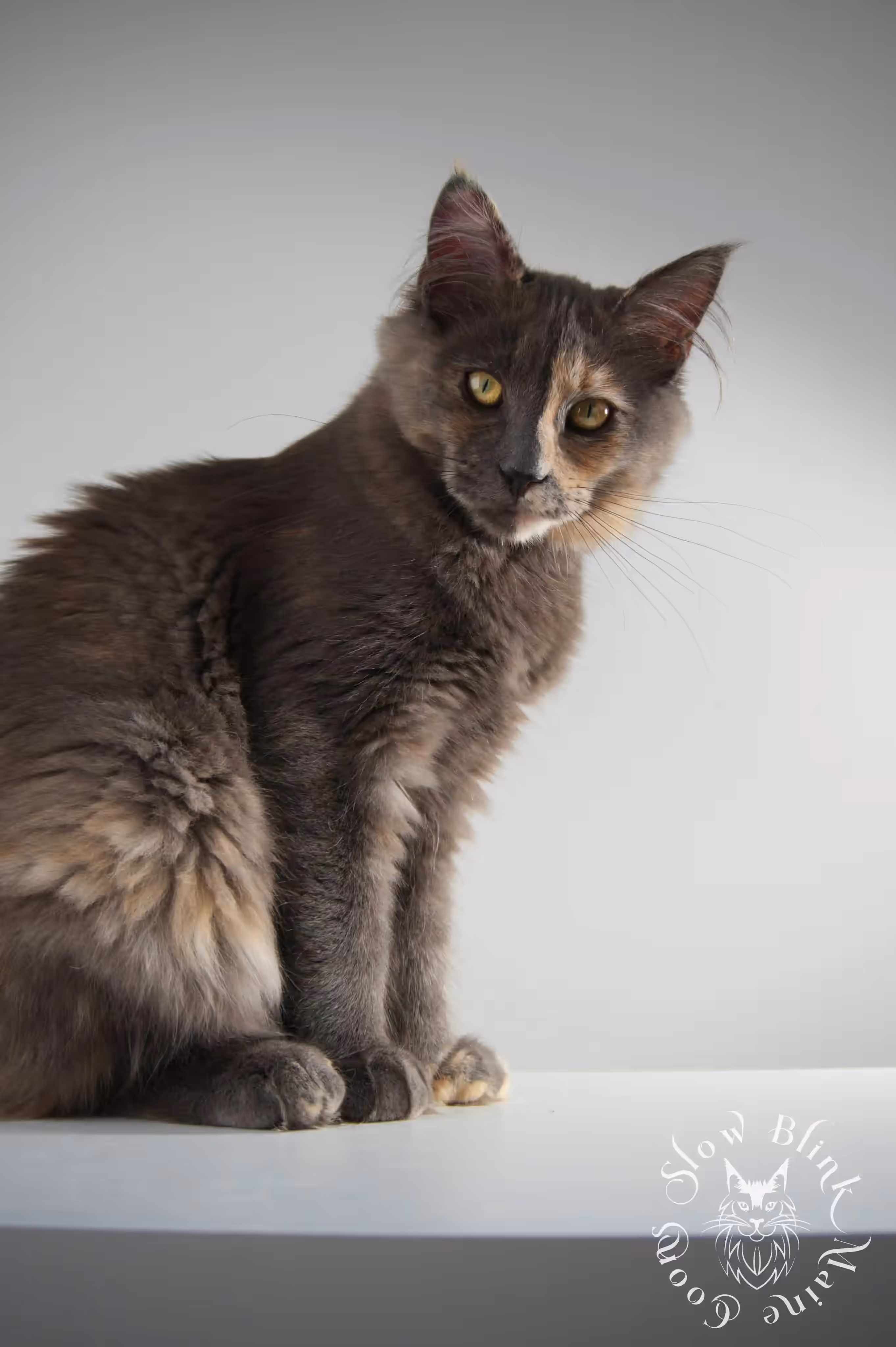 tortoiseshell | tortie | maine coon kitten | ems code gs fs | slowblinkmainecoons Blue Tortie Maine Coon Kittens > tortoiseshell | tortie | maine coon kitten | ems code gs fs | slowblinkmainecoons | 06