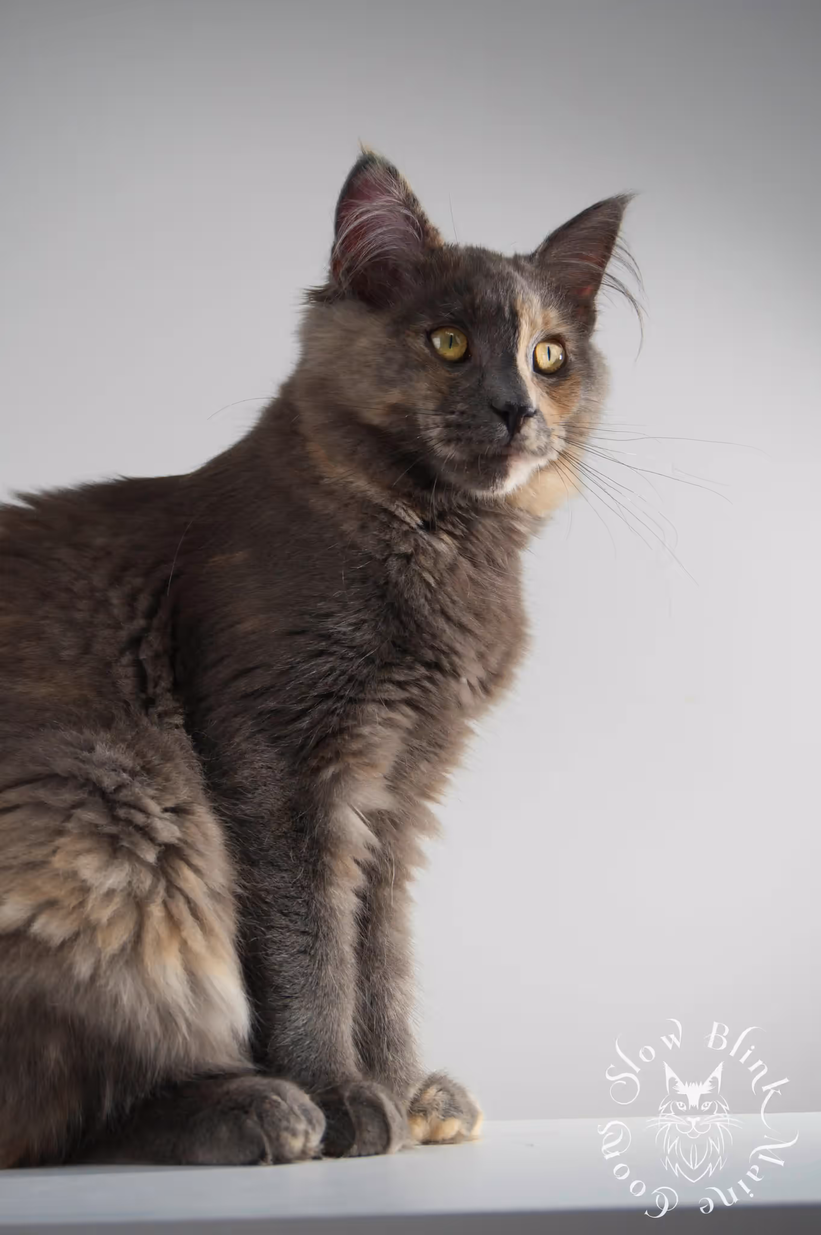 tortoiseshell | tortie | maine coon kitten | ems code gs fs | slowblinkmainecoons Blue Tortie Maine Coon Kittens > tortoiseshell | tortie | maine coon kitten | ems code gs fs | slowblinkmainecoons | 07