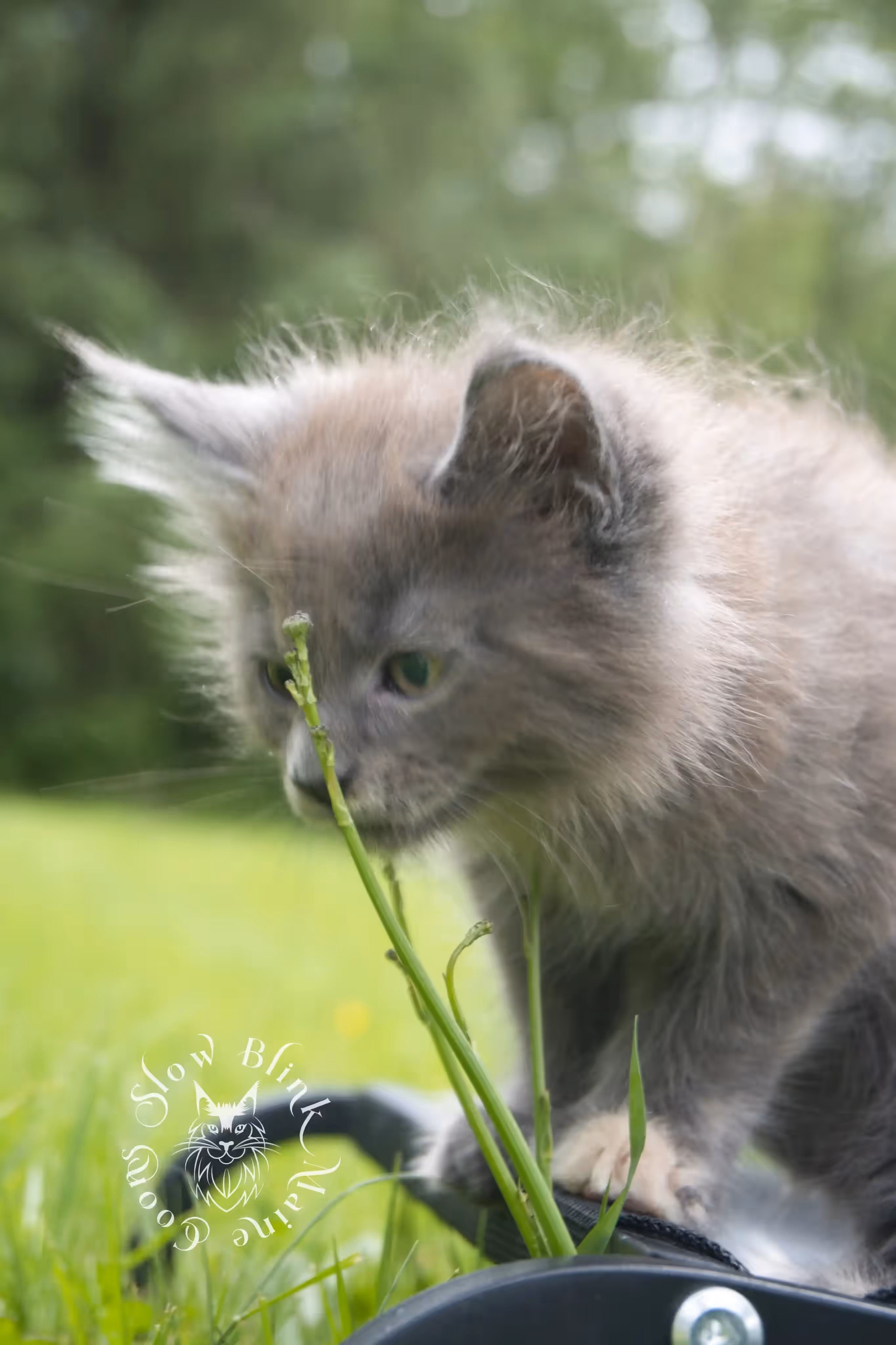 tortoiseshell | tortie | maine coon kitten | ems code gs fs | slowblinkmainecoons Blue Tortie Maine Coon Kittens > tortoiseshell | tortie | maine coon kitten | ems code gs fs | slowblinkmainecoons | 08