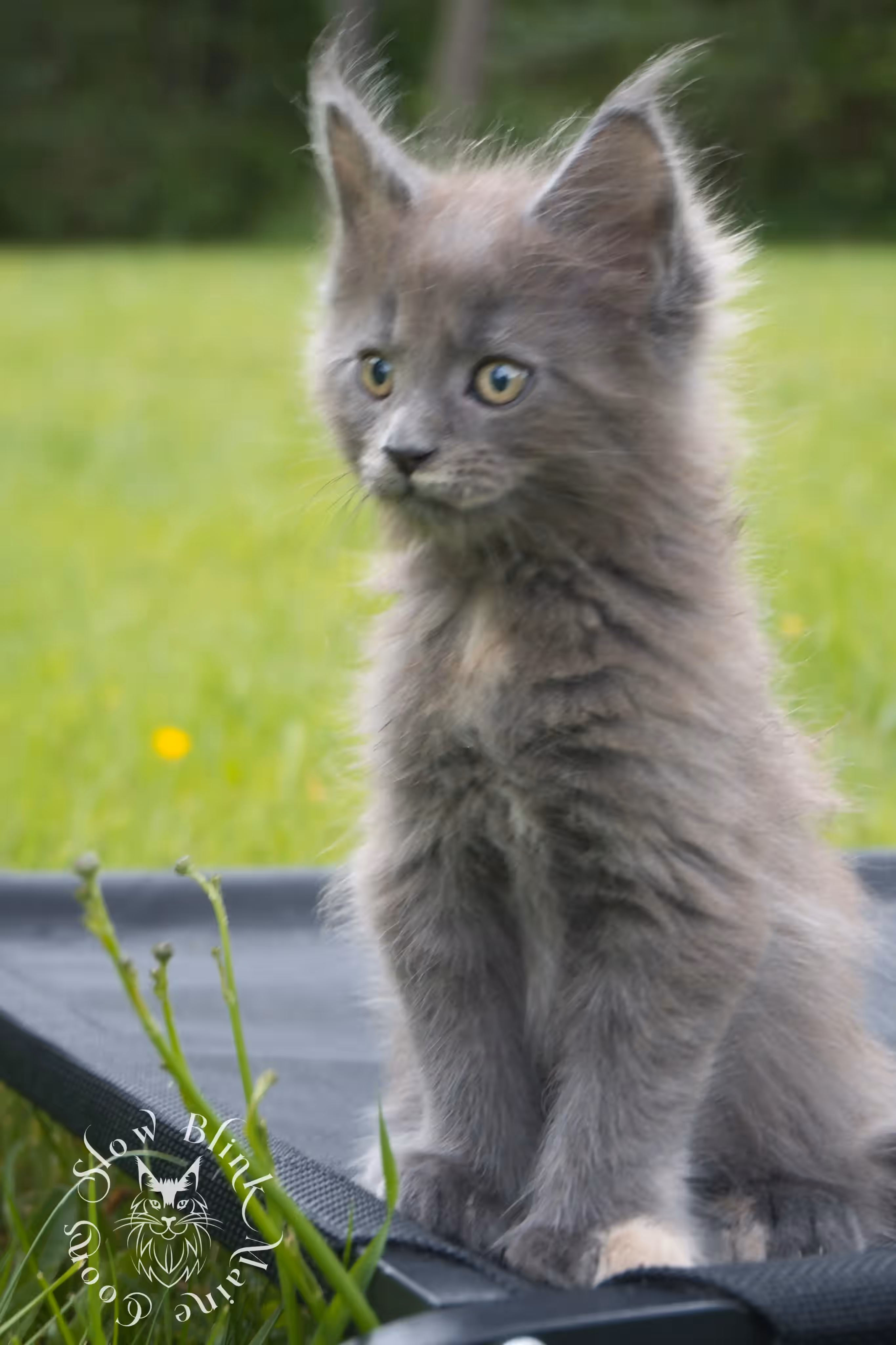 tortoiseshell | tortie | maine coon kitten | ems code gs fs | slowblinkmainecoons Blue Tortie Maine Coon Kittens > tortoiseshell | tortie | maine coon kitten | ems code gs fs | slowblinkmainecoons | 09
