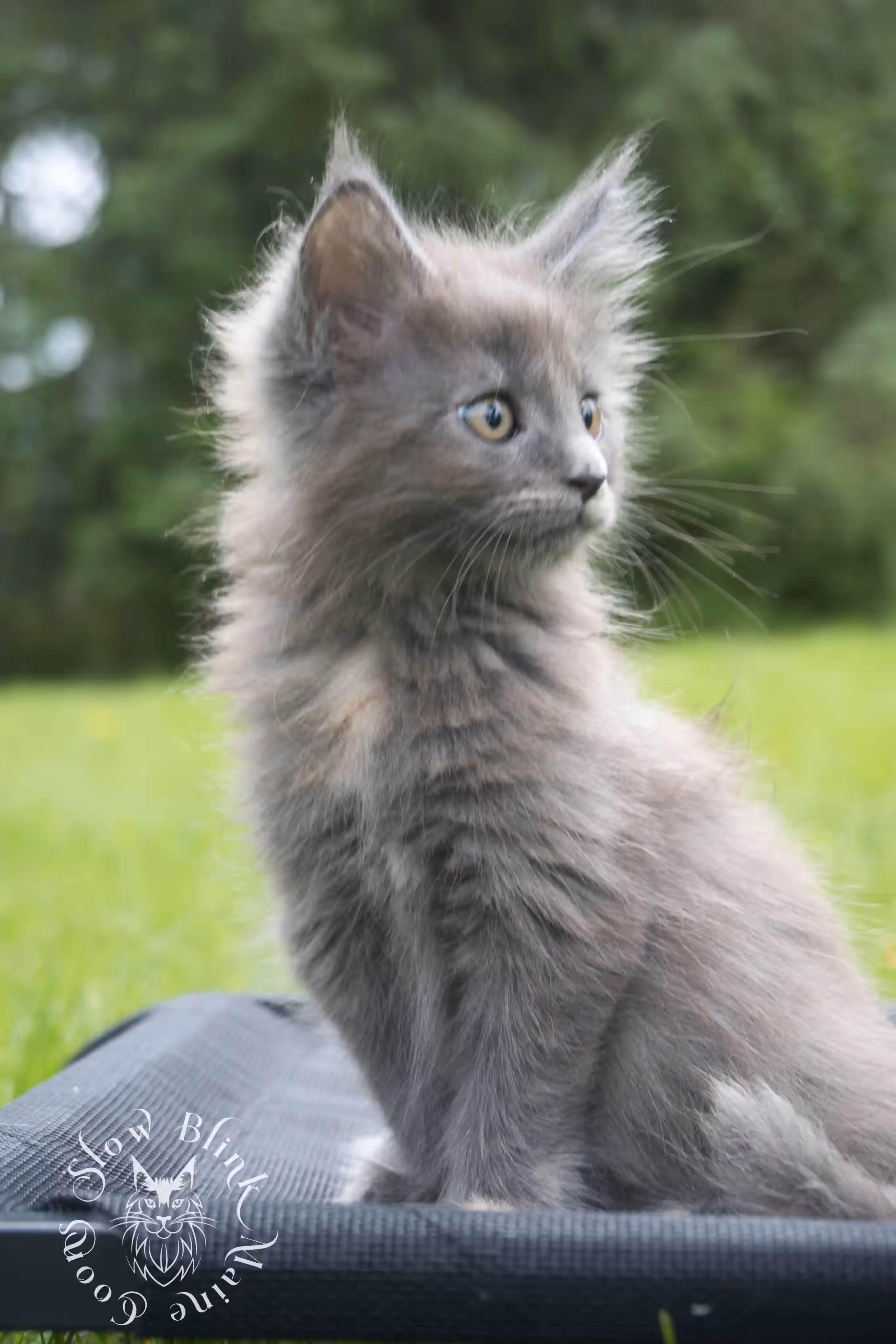 tortoiseshell | tortie | maine coon kitten | ems code gs fs | slowblinkmainecoons Blue Tortie Maine Coon Kittens > tortoiseshell | tortie | maine coon kitten | ems code gs fs | slowblinkmainecoons | 10