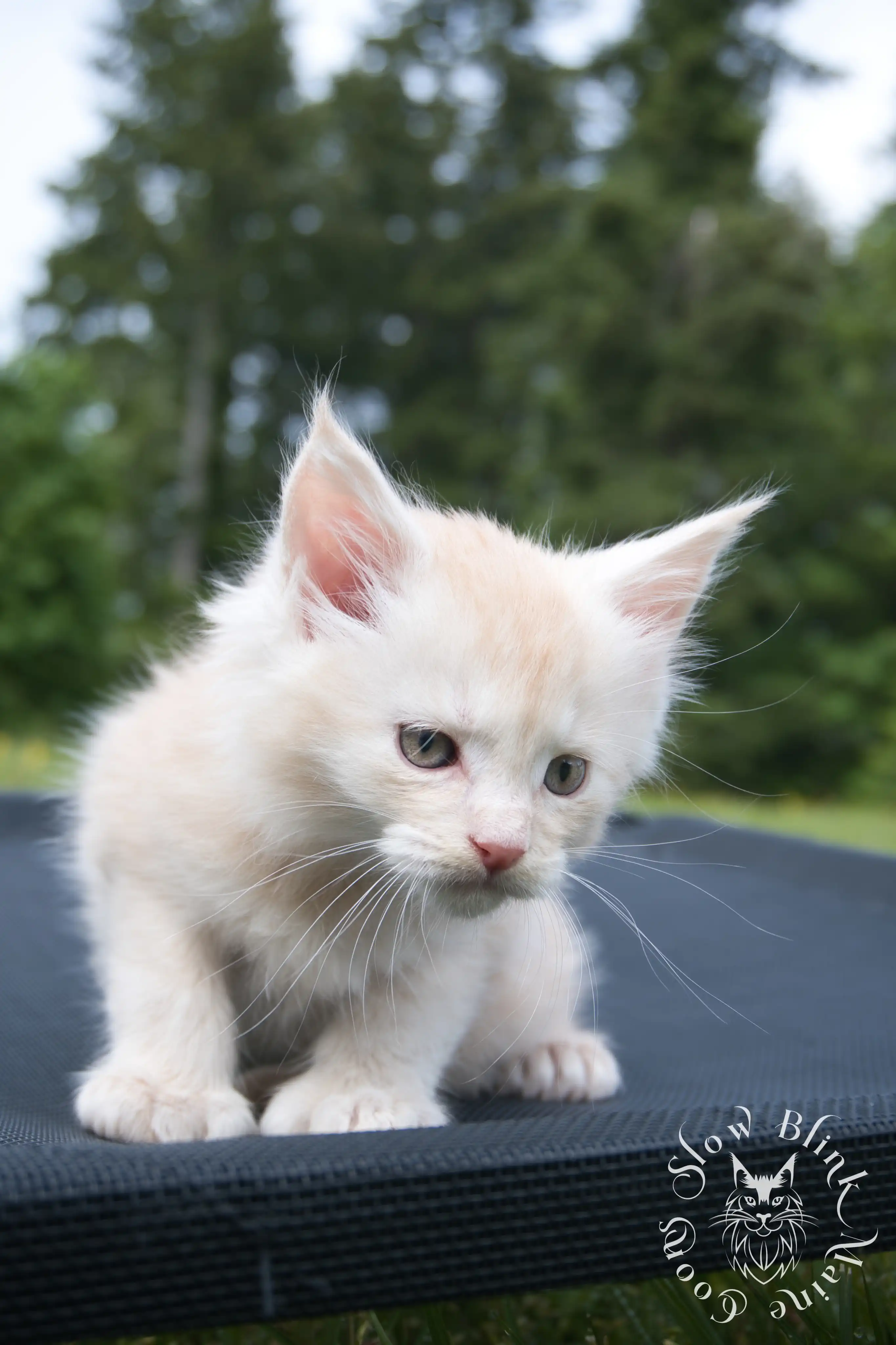 shaded high silver cream maine coon kitten | slowblinkmainecoons | taken august 2024 | ems code e es es 21 25 Cream Maine Coon Kittens > shaded high silver cream maine coon kitten | slowblinkmainecoons | taken august 2024 | ems code e es es 21 25 | idx 2