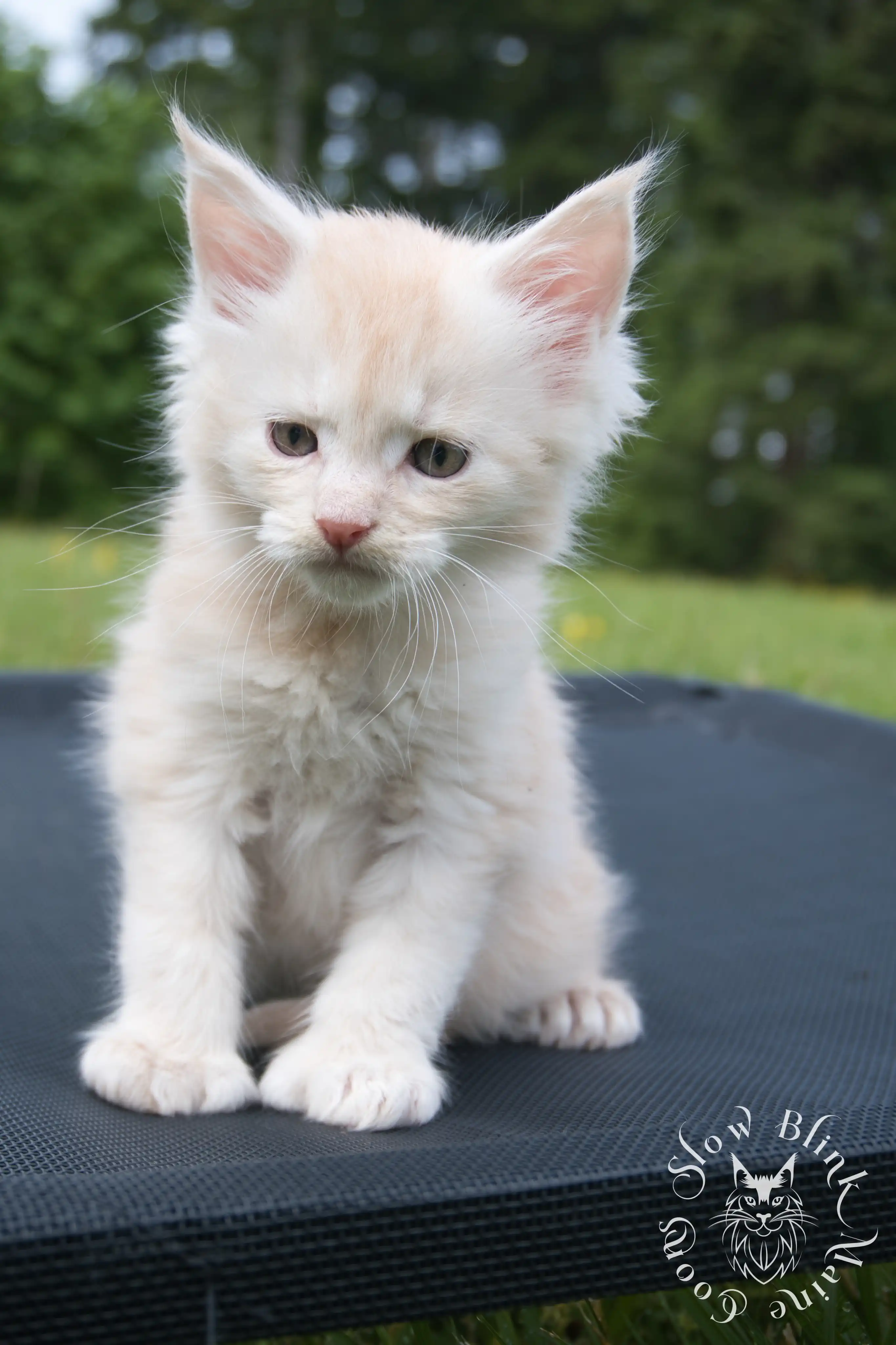 shaded high silver cream maine coon kitten | slowblinkmainecoons | taken august 2024 | ems code e es es 21 25 Cream Maine Coon Kittens > shaded high silver cream maine coon kitten | slowblinkmainecoons | taken august 2024 | ems code e es es 21 25 | idx 3