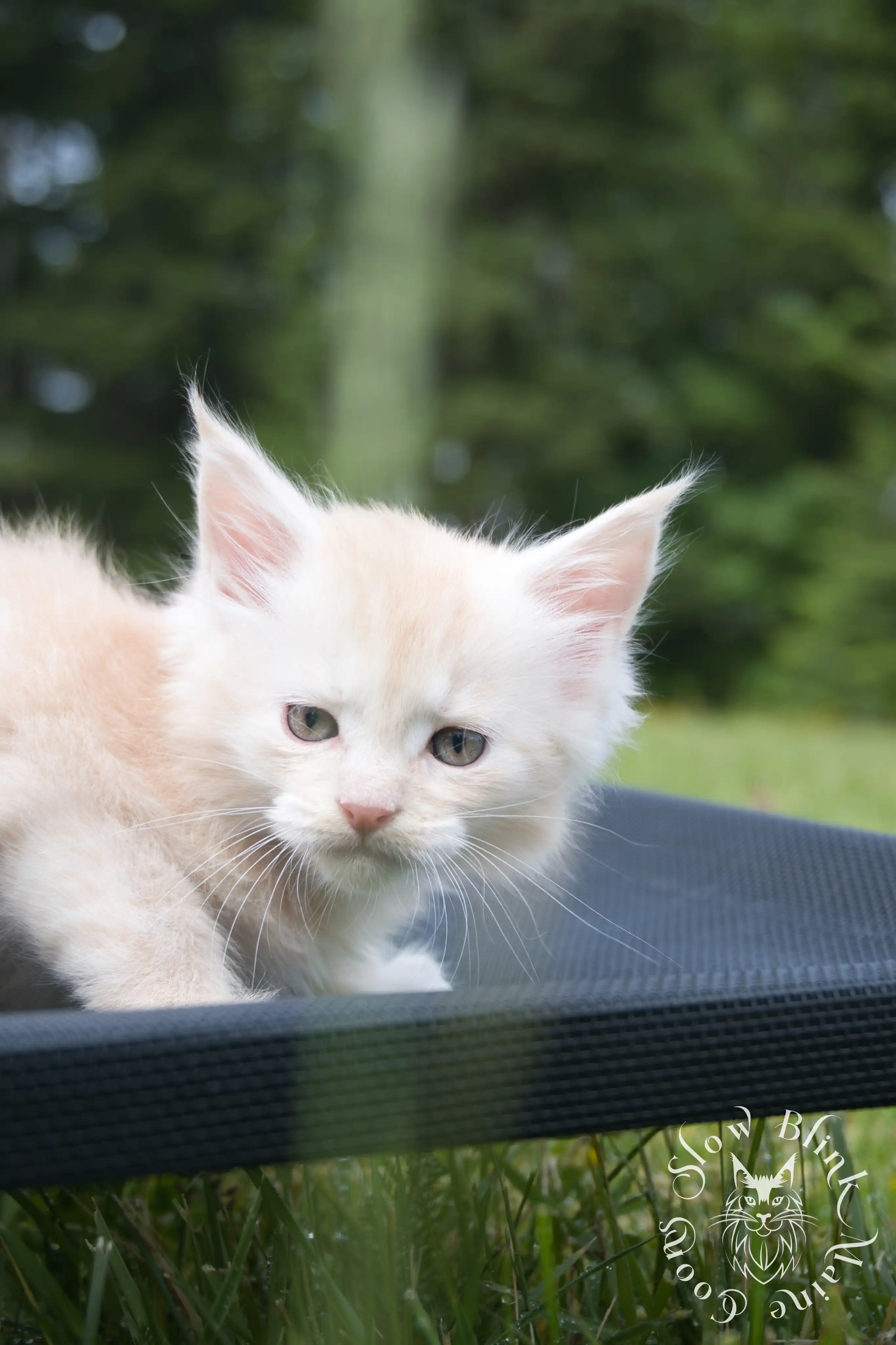 shaded high silver cream maine coon kitten | slowblinkmainecoons | taken august 2024 | ems code e es es 21 25 Cream Maine Coon Kittens > shaded high silver cream maine coon kitten | slowblinkmainecoons | taken august 2024 | ems code e es es 21 25 | idx 4