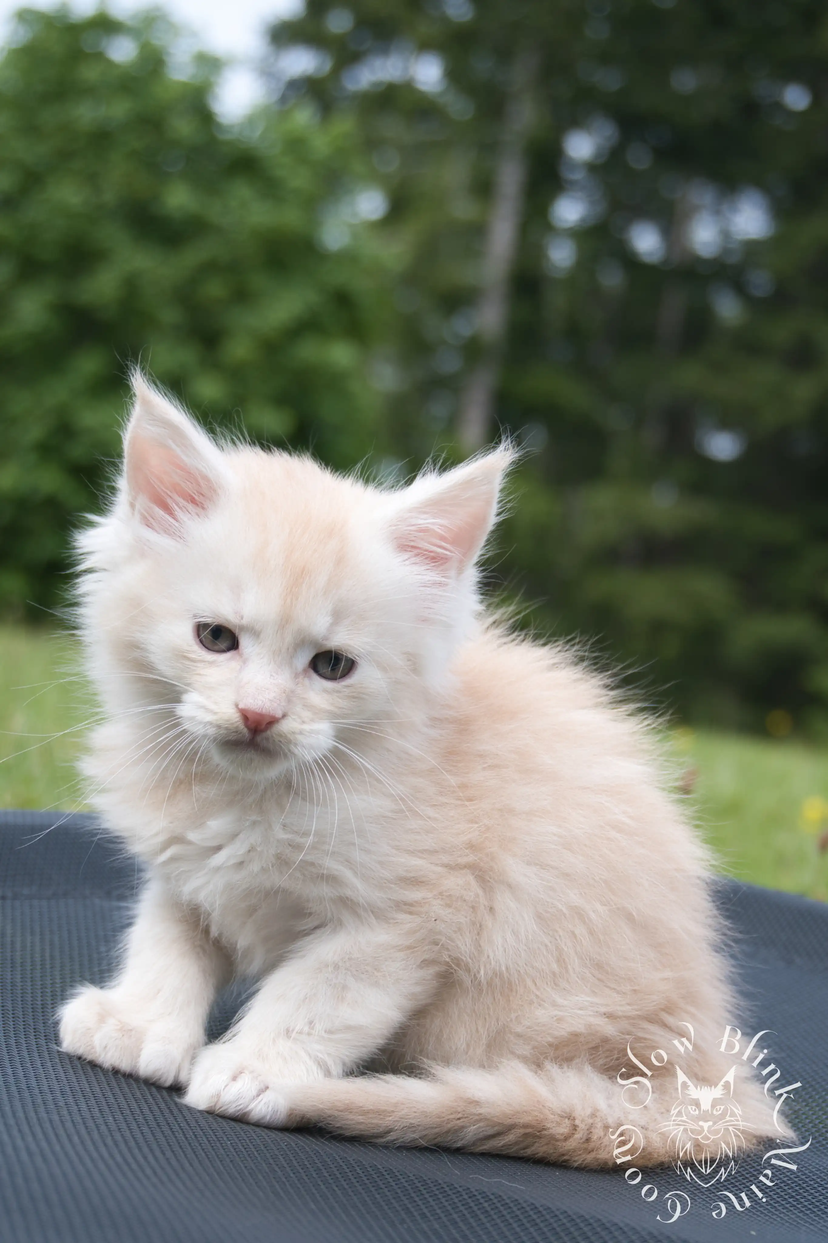 shaded high silver cream maine coon kitten | slowblinkmainecoons | taken august 2024 | ems code e es es 21 25 Cream Maine Coon Kittens > shaded high silver cream maine coon kitten | slowblinkmainecoons | taken august 2024 | ems code e es es 21 25 | idx 7