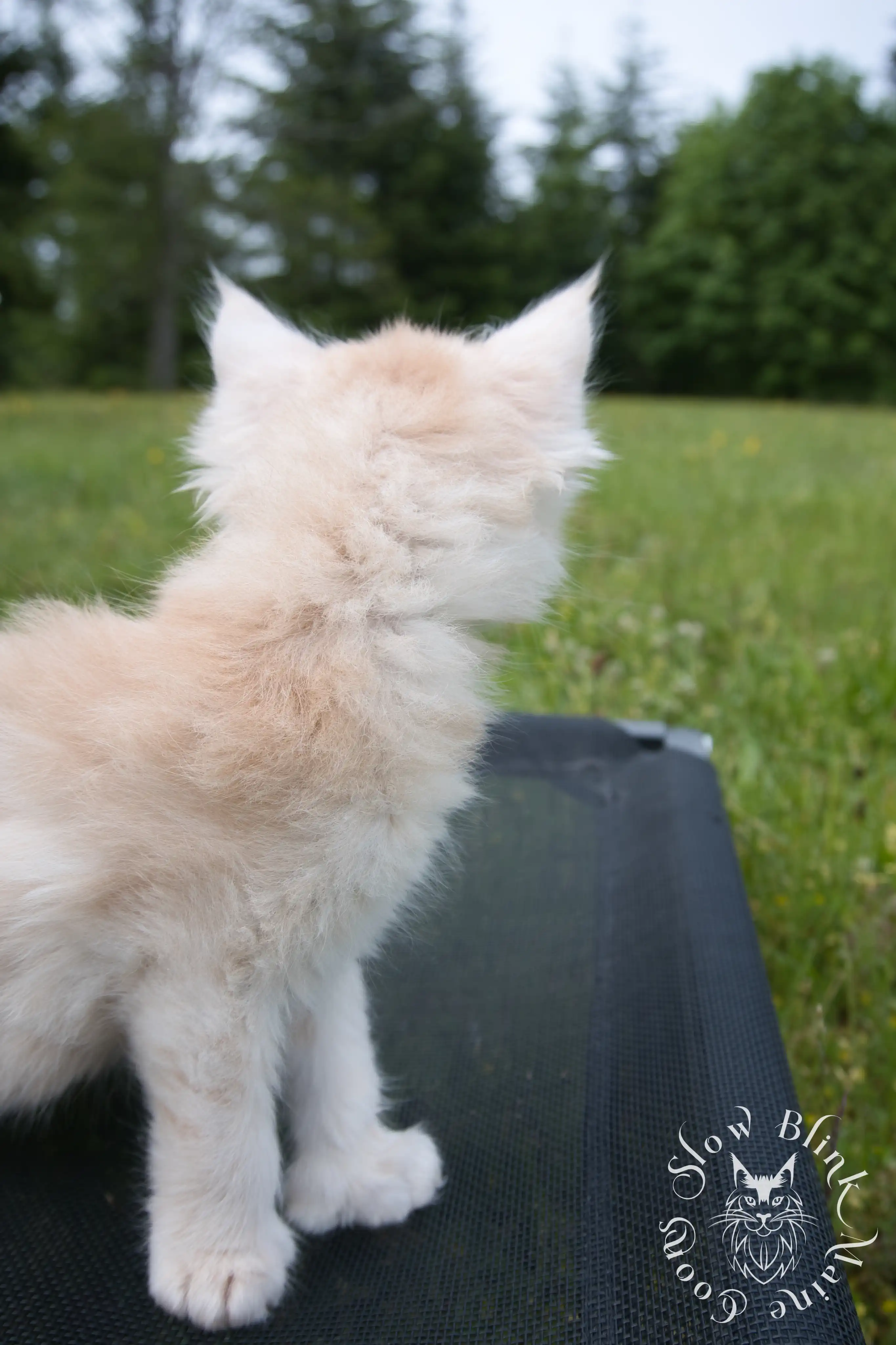 shaded high silver cream maine coon kitten | slowblinkmainecoons | taken august 2024 | ems code e es es 21 25 Cream Maine Coon Kittens > shaded high silver cream maine coon kitten | slowblinkmainecoons | taken august 2024 | ems code e es es 21 25 | idx 9